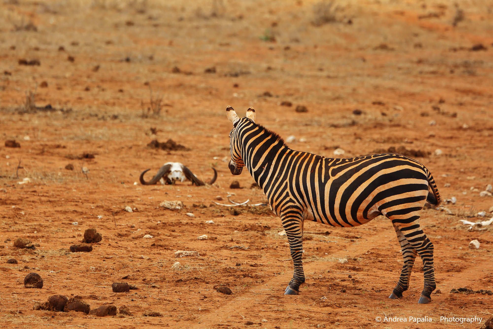 See death in the face