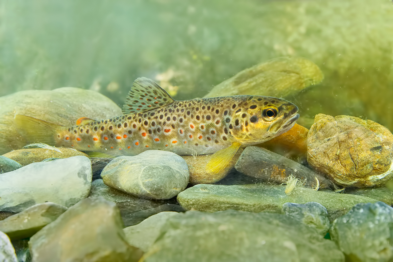 brown trout