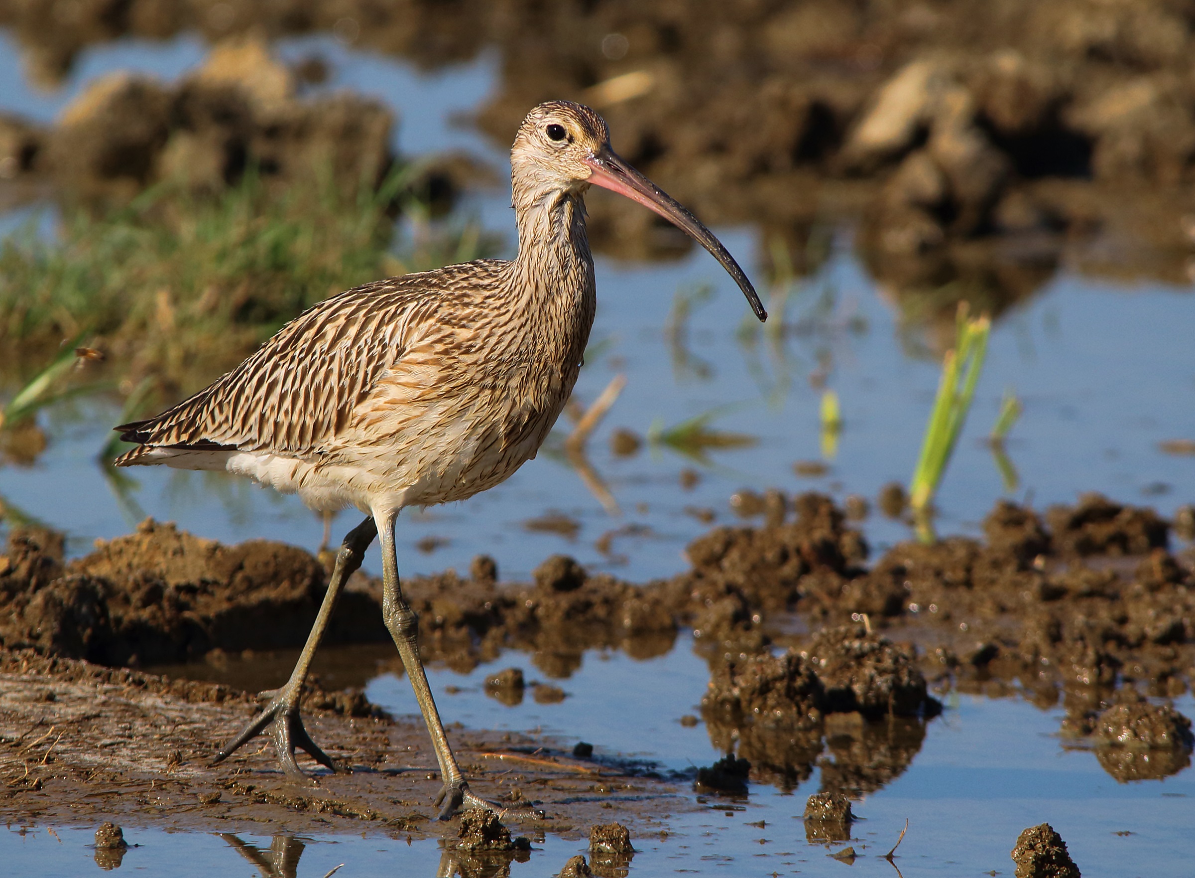 Curlew Maggiore