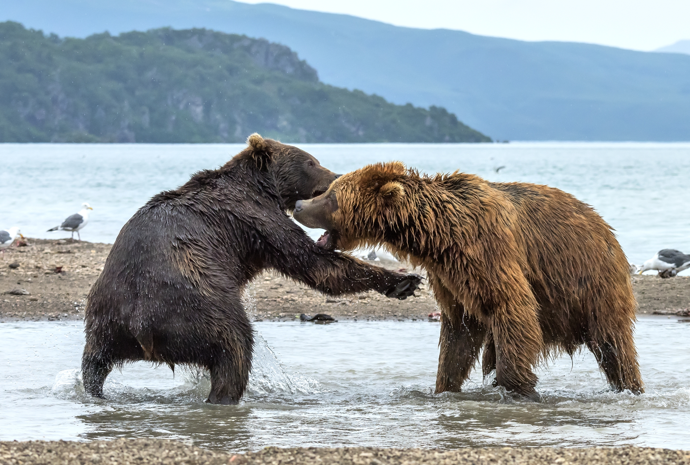 Kamchatka 2016 - Confronti