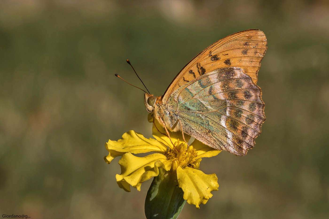 Argynnis paphia