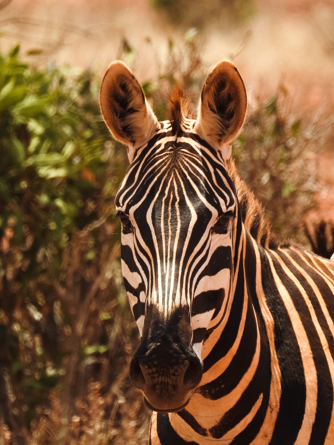 Zebra (Kenya)