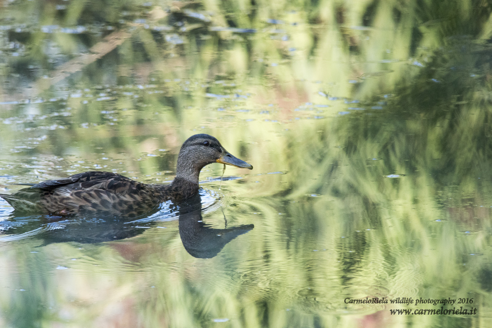 Germano reale femmina.