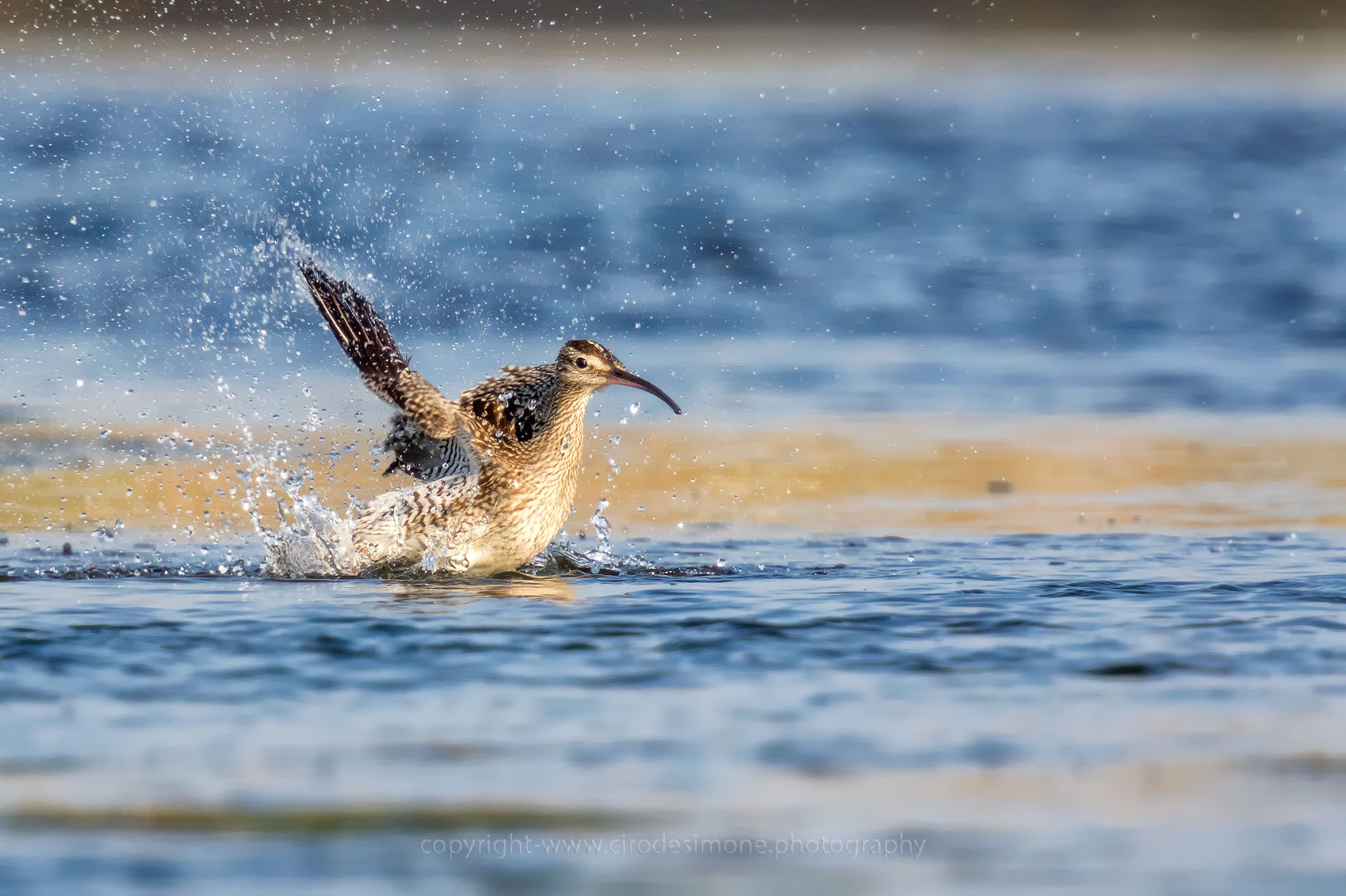 Whimbrel in bath