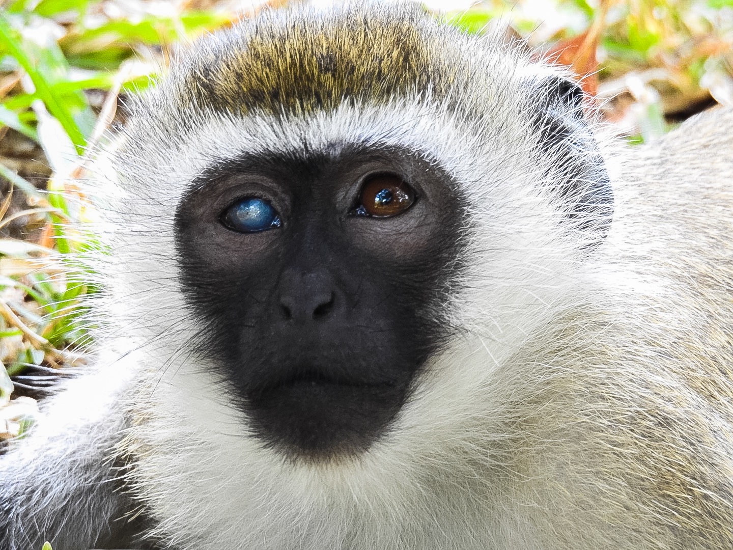 Monkey (Kenya)