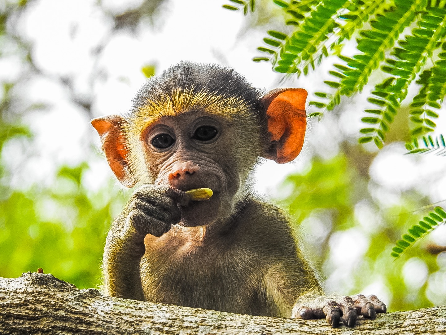Yellow Babbuin (Kenya)