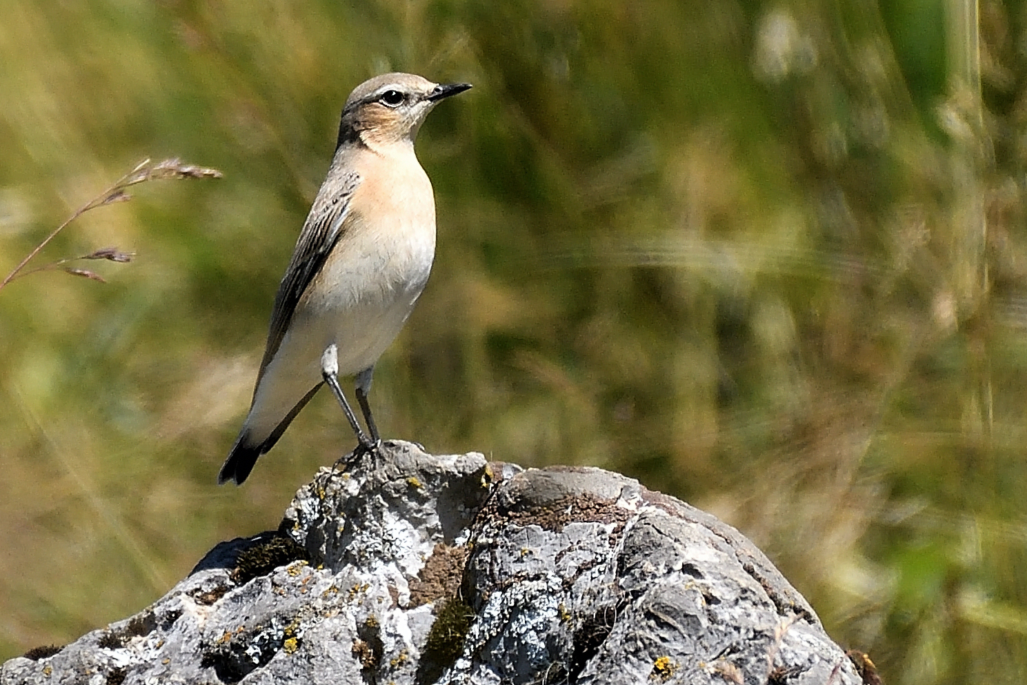 wheatear (female)