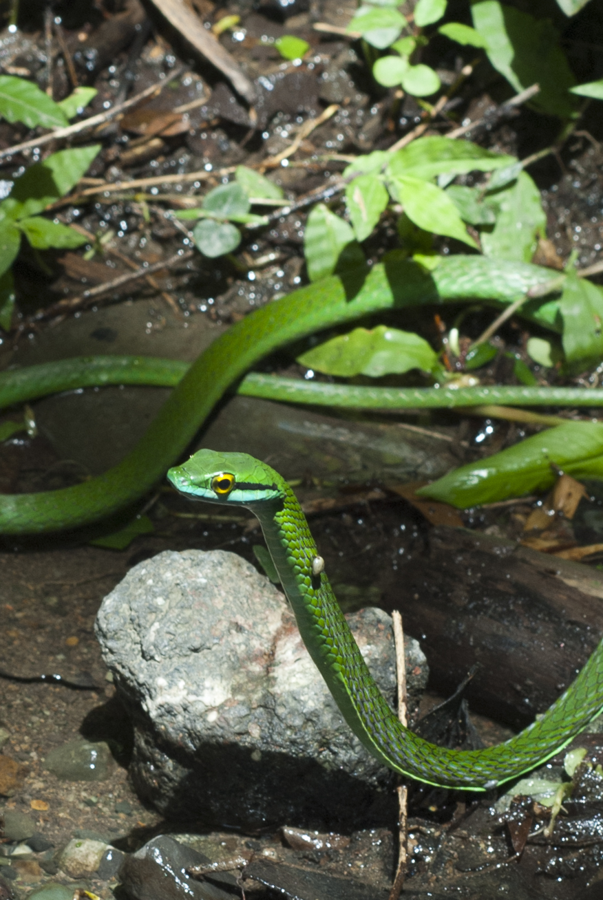 Parrot Snake Costa Rica
