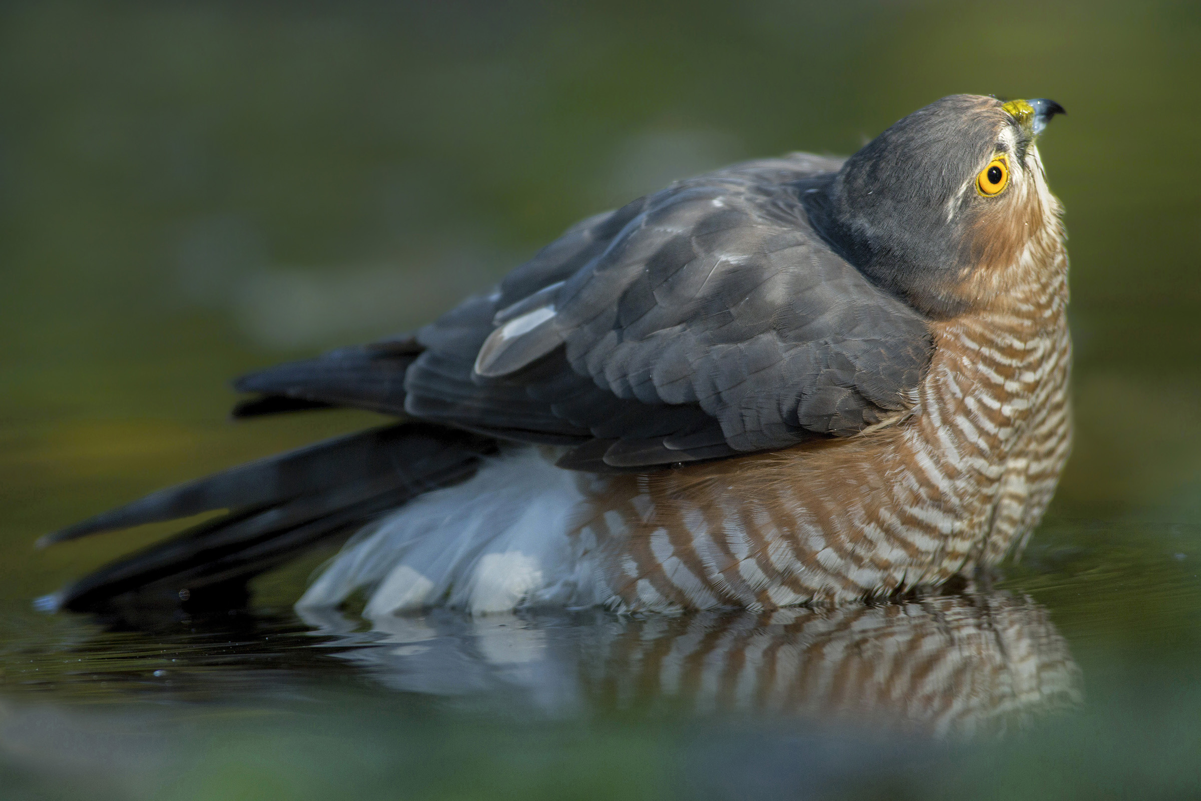 sparrowhawk male puddle