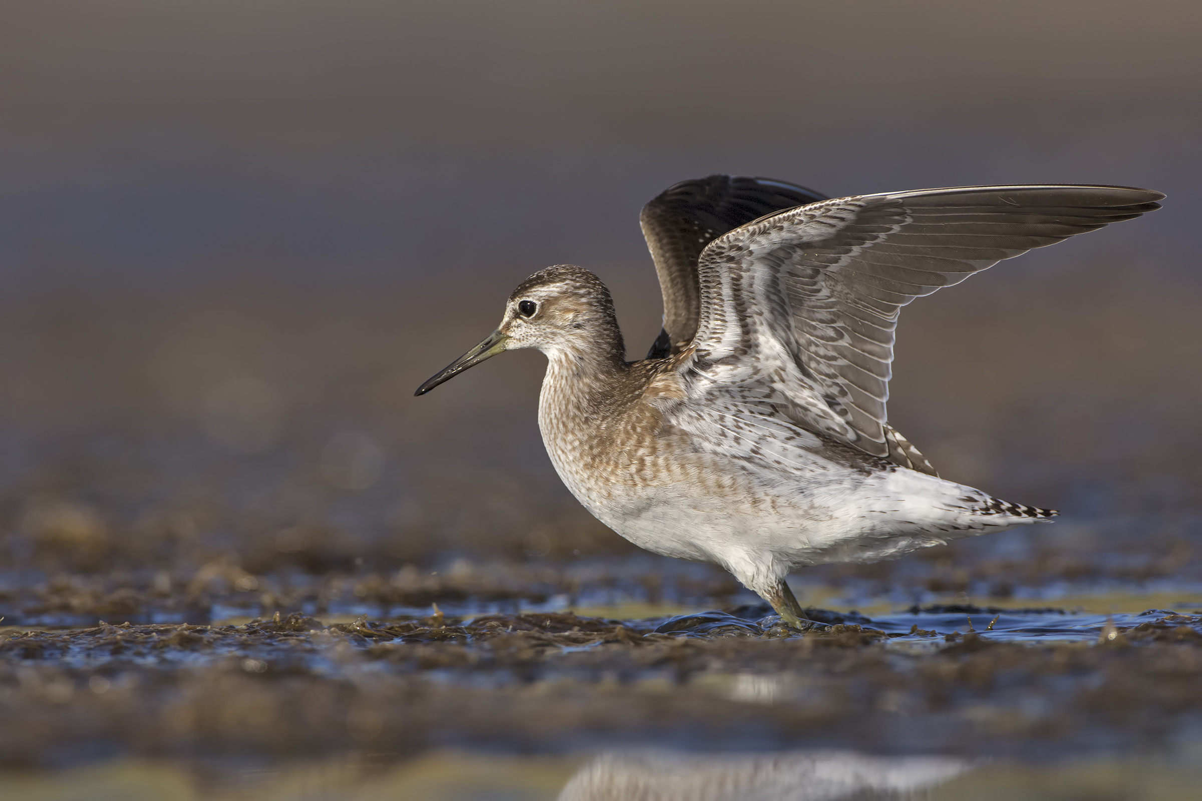 Wood Sandpiper