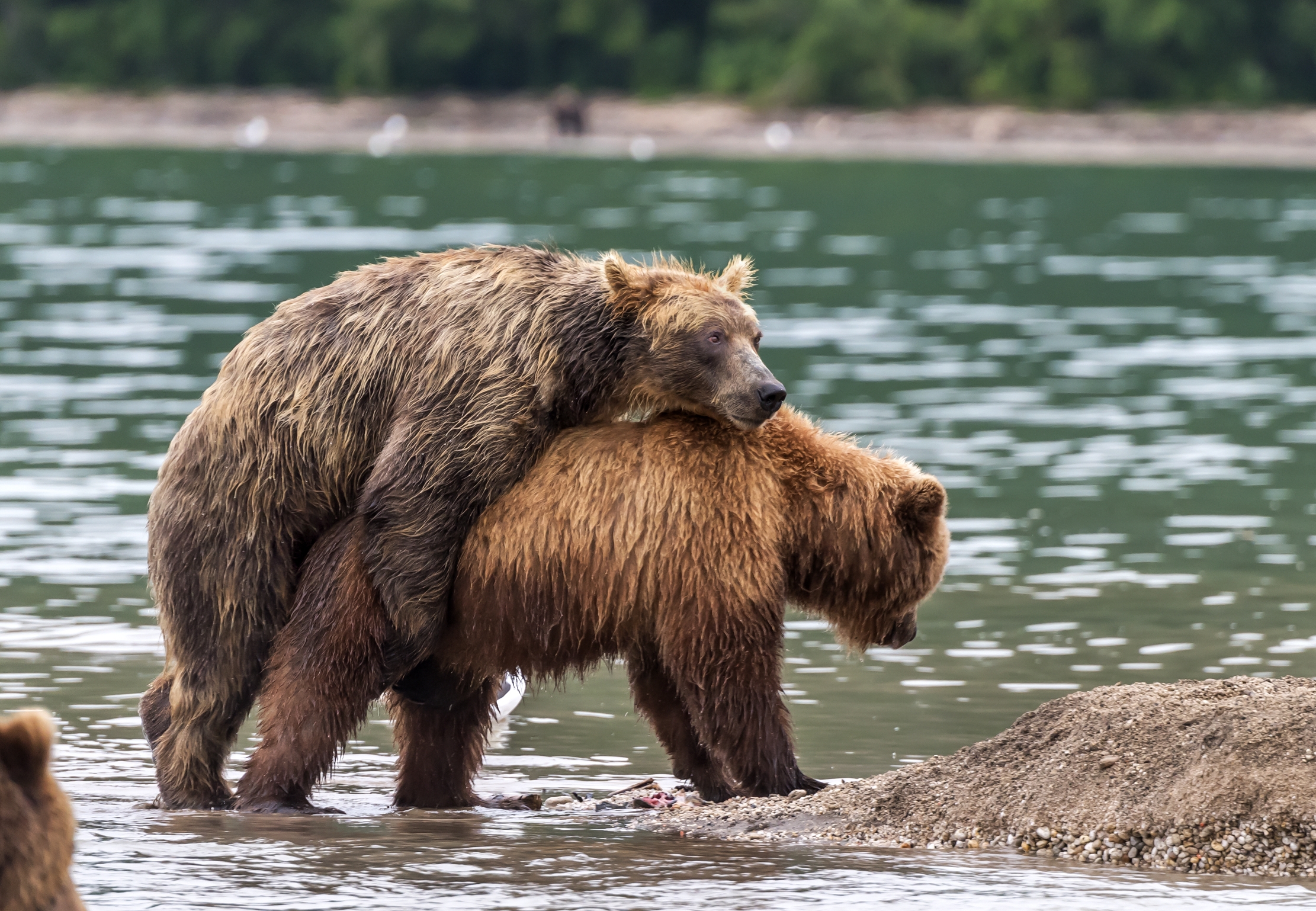 Kamchatka 2016 - Tentativi di accoppiamento
