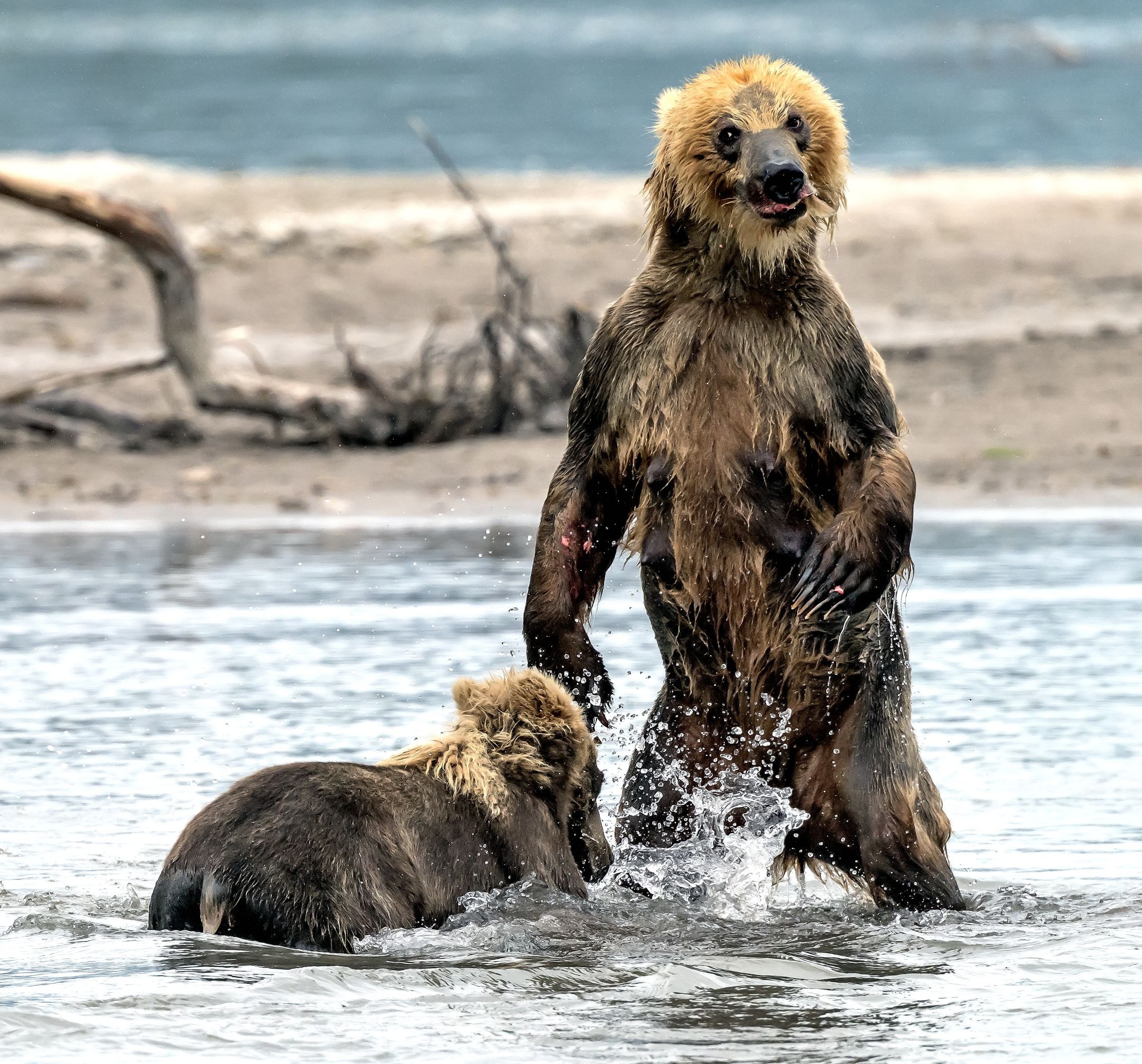 Kamchatka 2016 - Pesca per il cucciolo