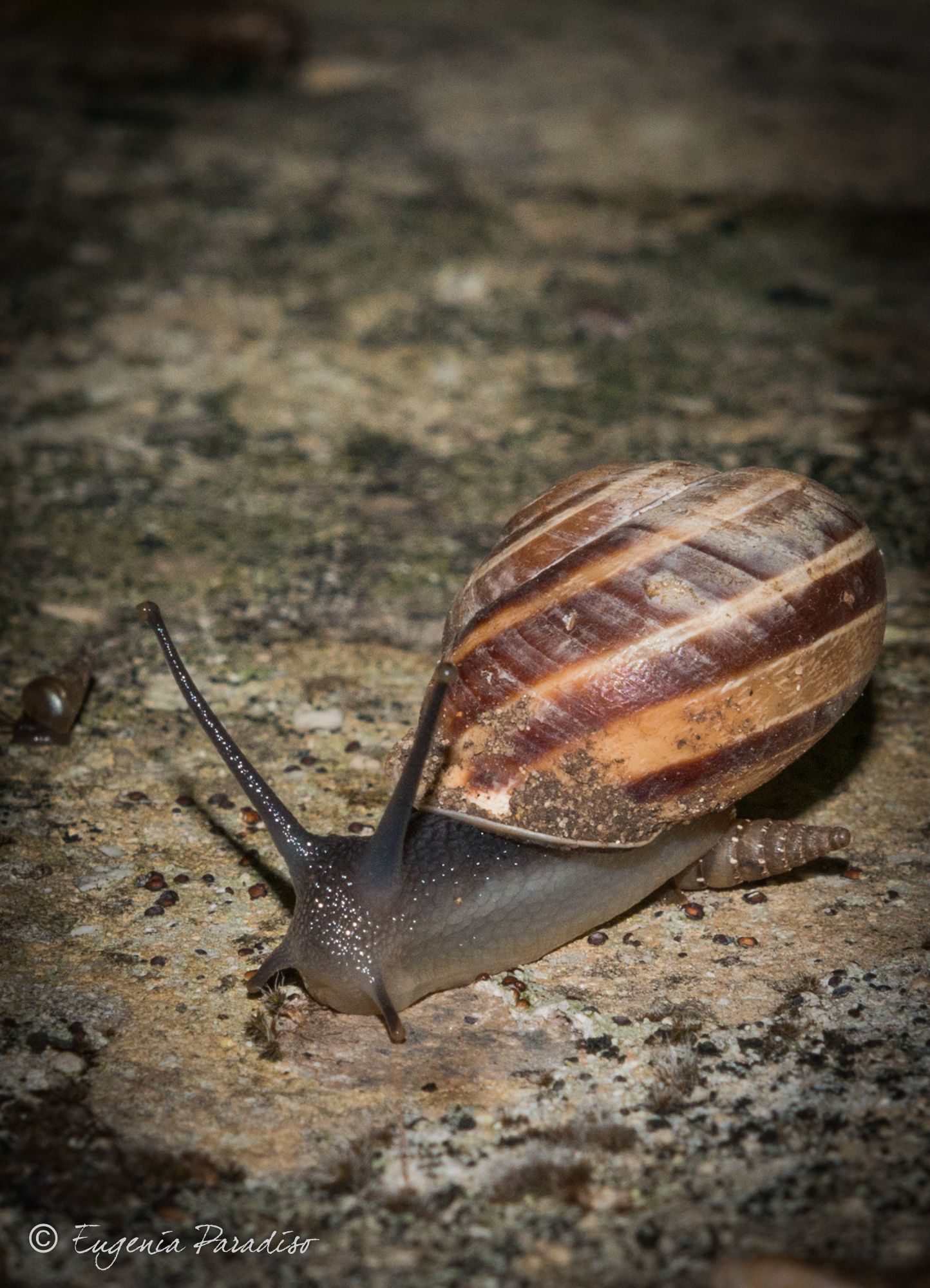 Snail and his lumachini