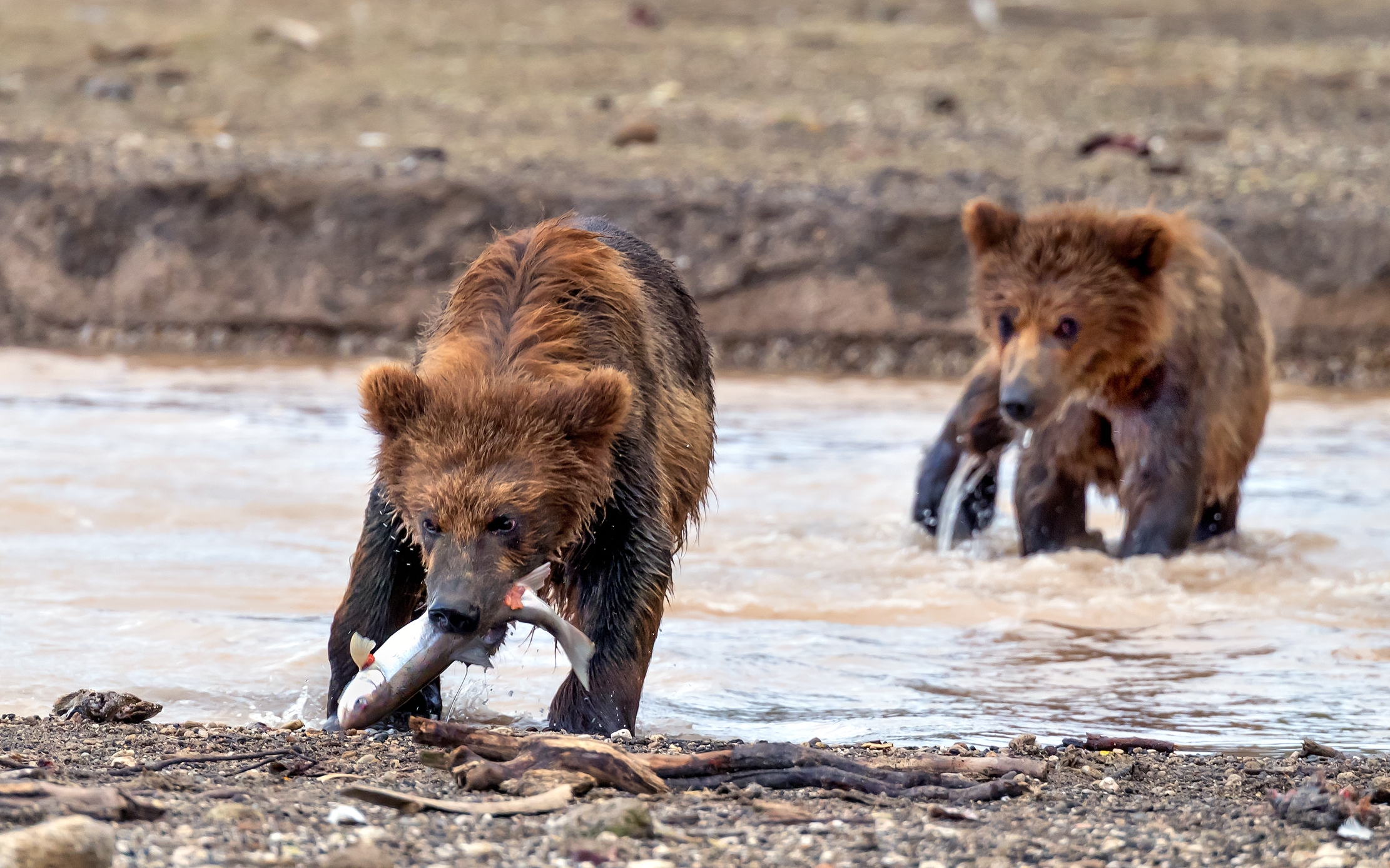 Kamchatka 2016 - Pesca per il cucciolo
