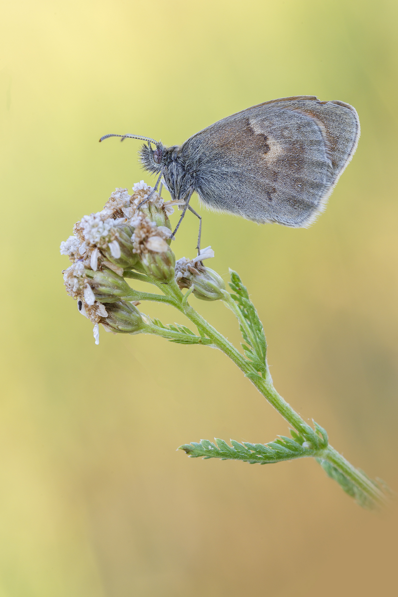 Coenonympha pamphilus