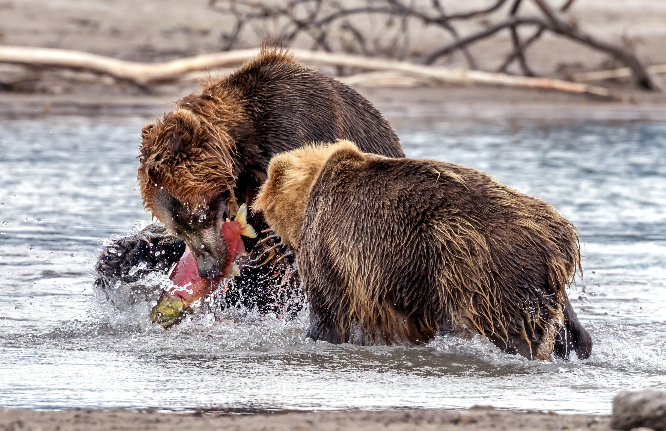 Kamchatka 2016 - é mio!!