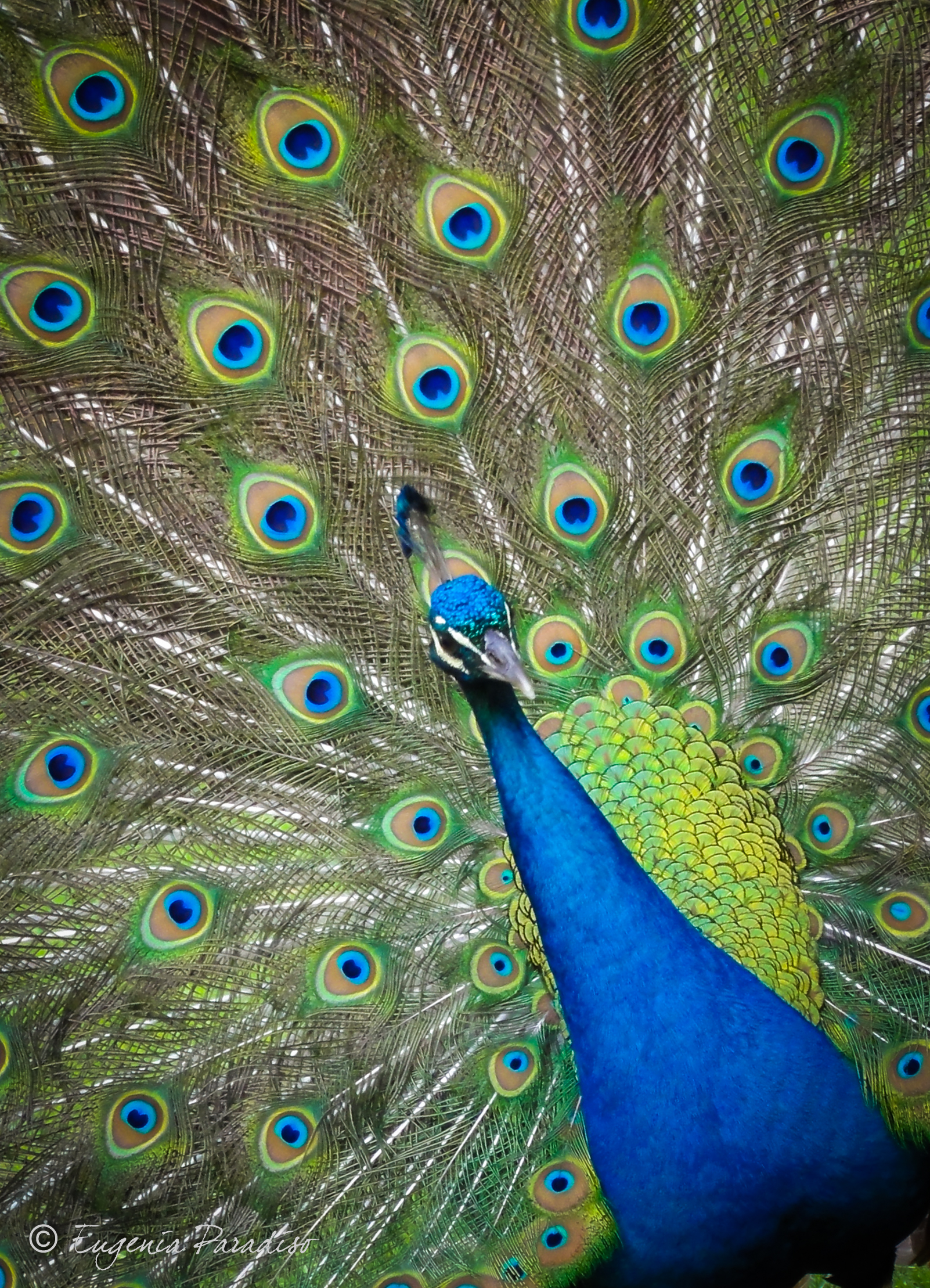 Peacock Colombian