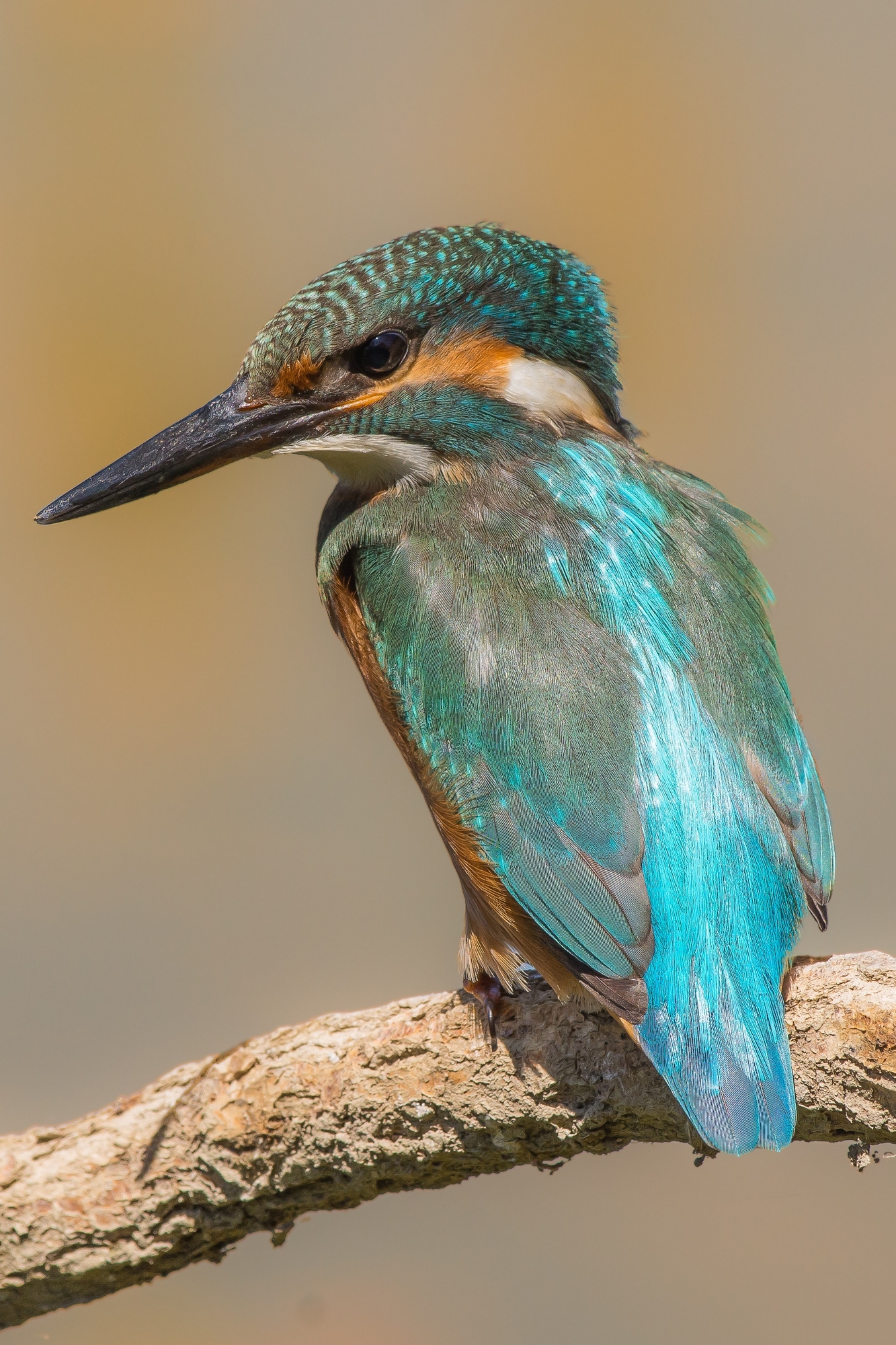 Alcedo atthis