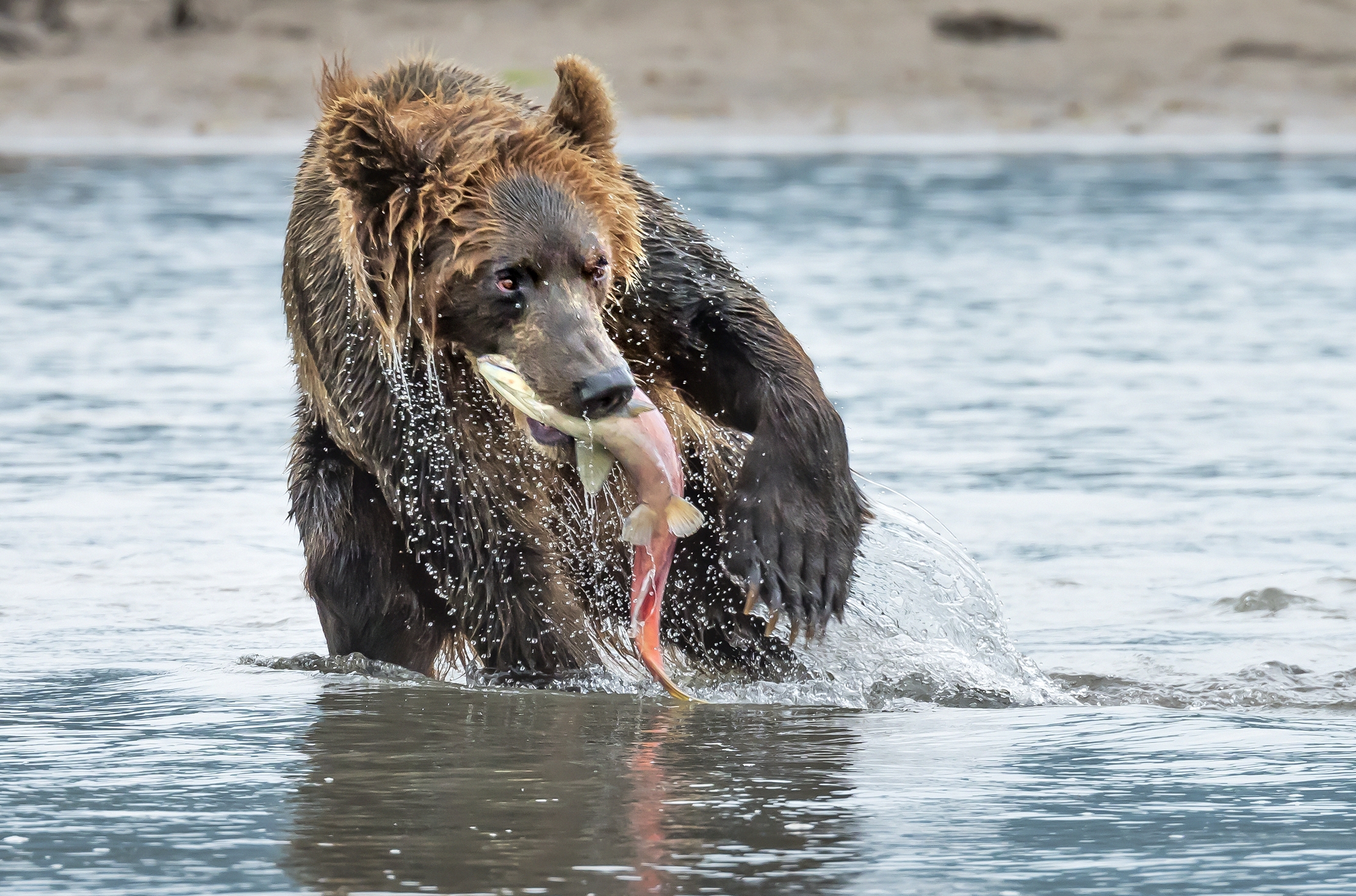 Kamchatka 2016 - Predato!