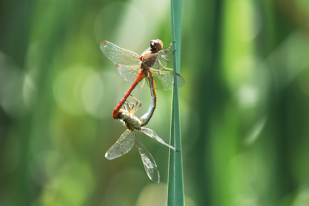 Dragonflies in love