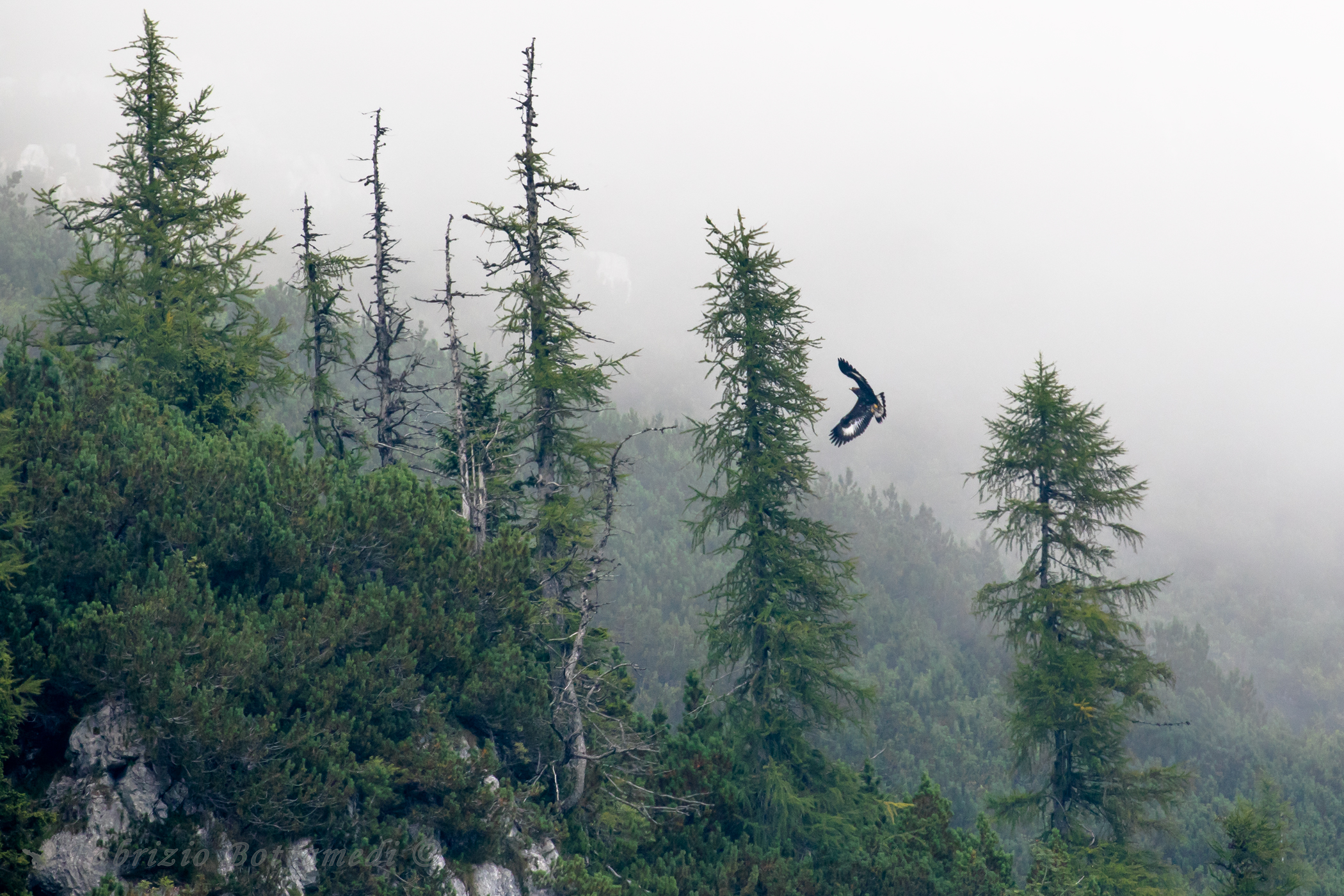 In the wild valleys eaglet is exercised in flight