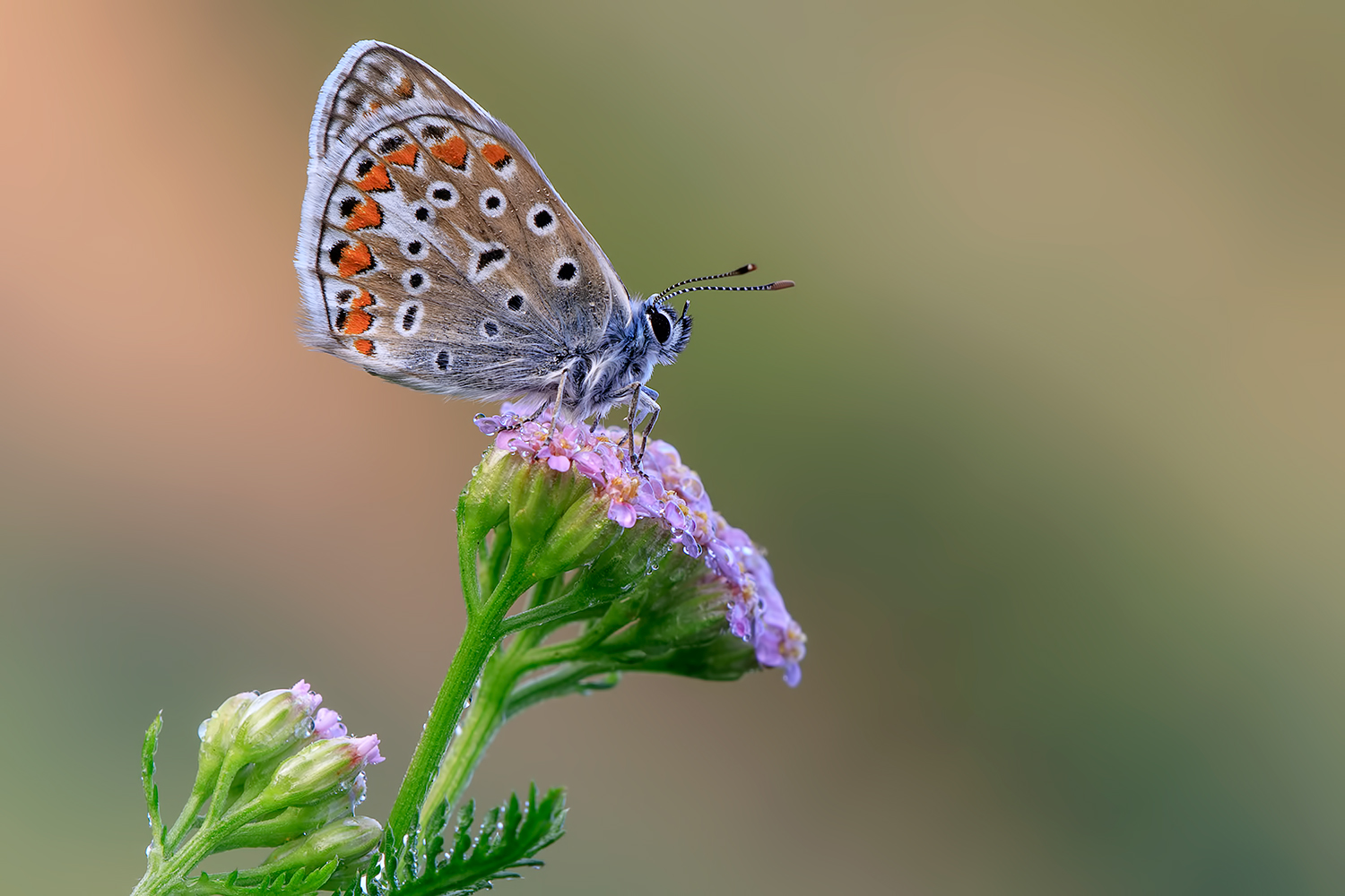 Polyommatus Icarus