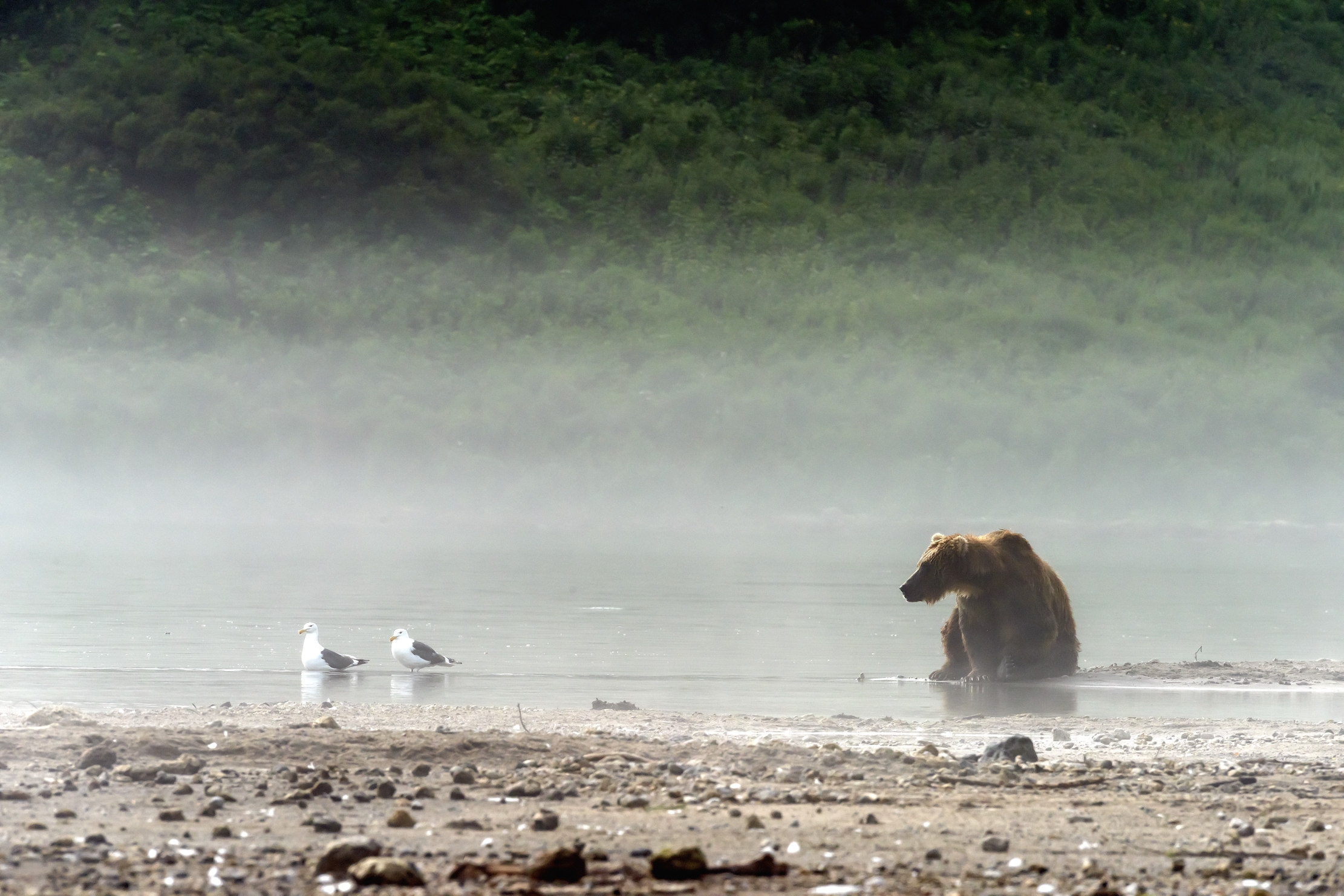Kamchatka 2016 - Tra la nebbia del mattino