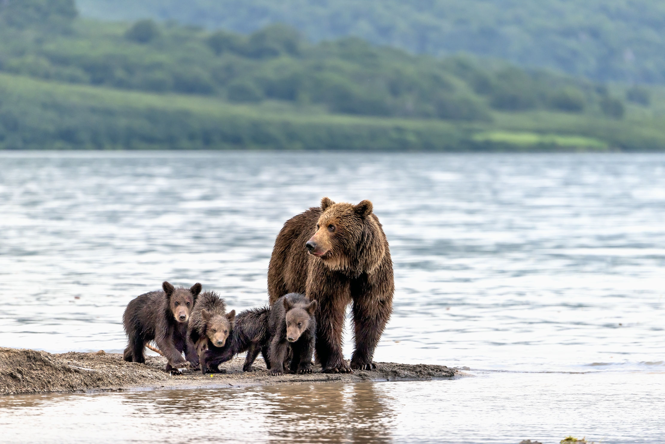 Kamchatka 2016 - Ritratto di famiglia