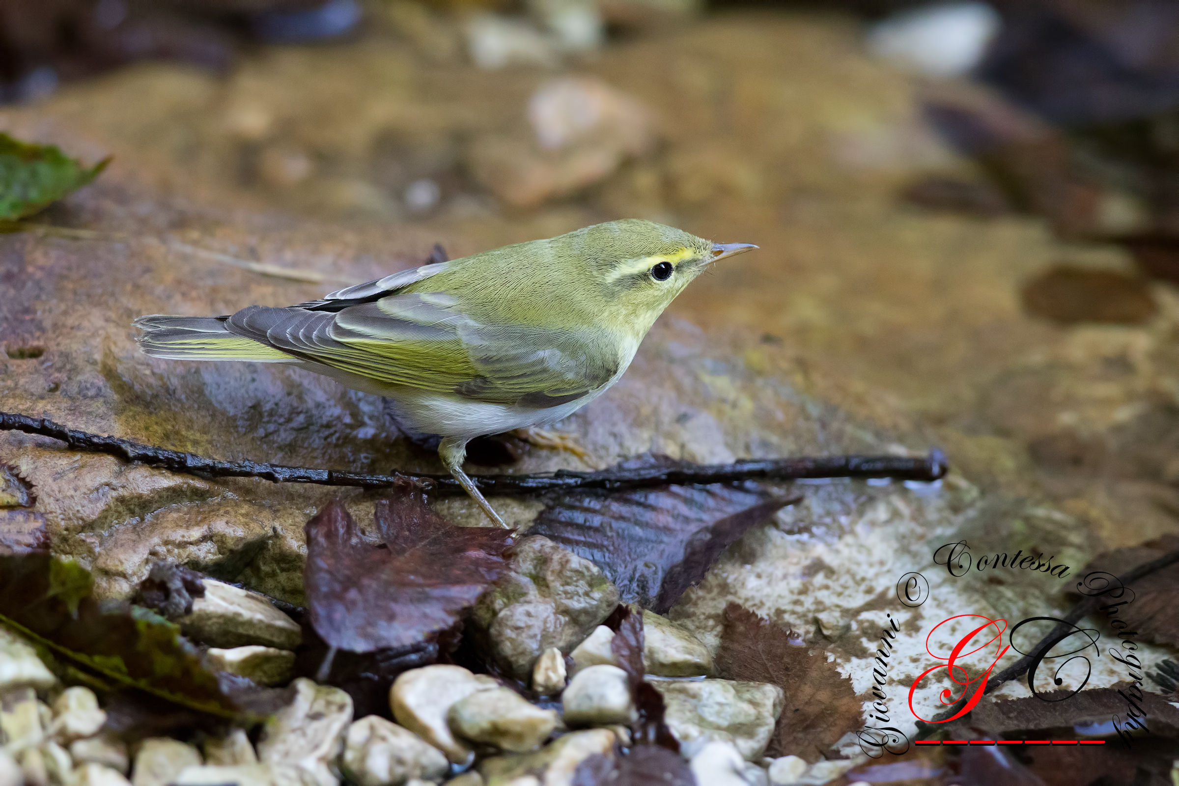 wood warbler