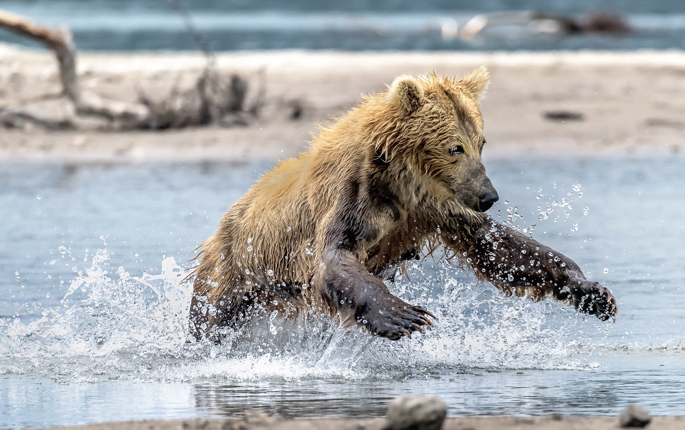 Kamchatka 2016 - A caccia