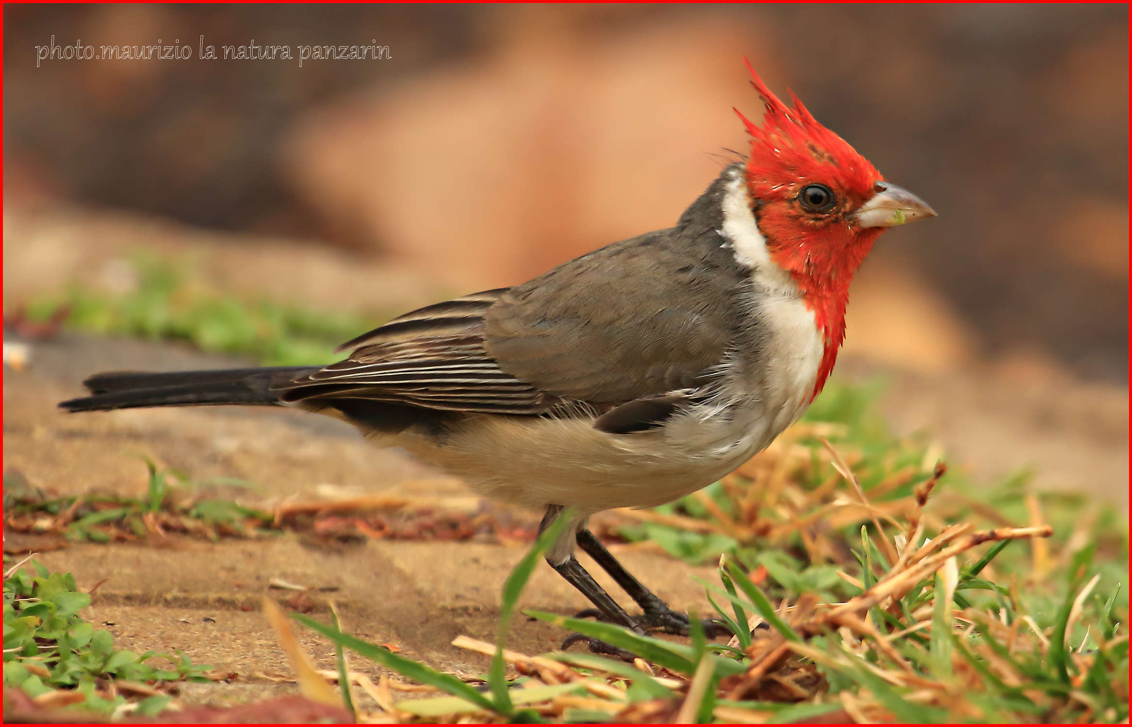 cardinale dal ciuffo!