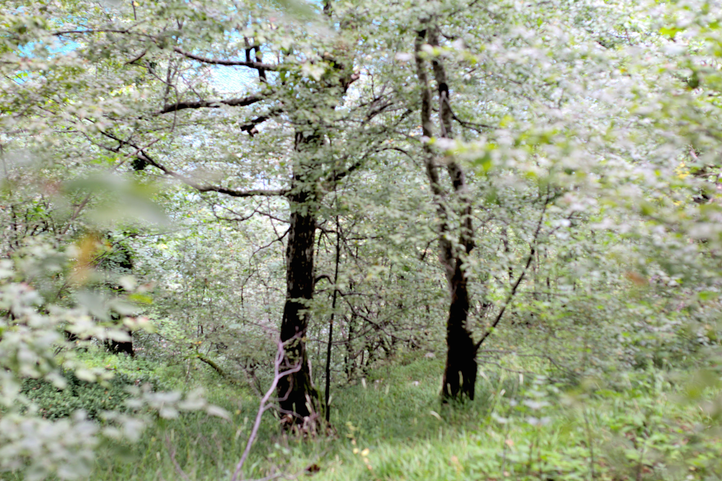 I boschi di Plitvice