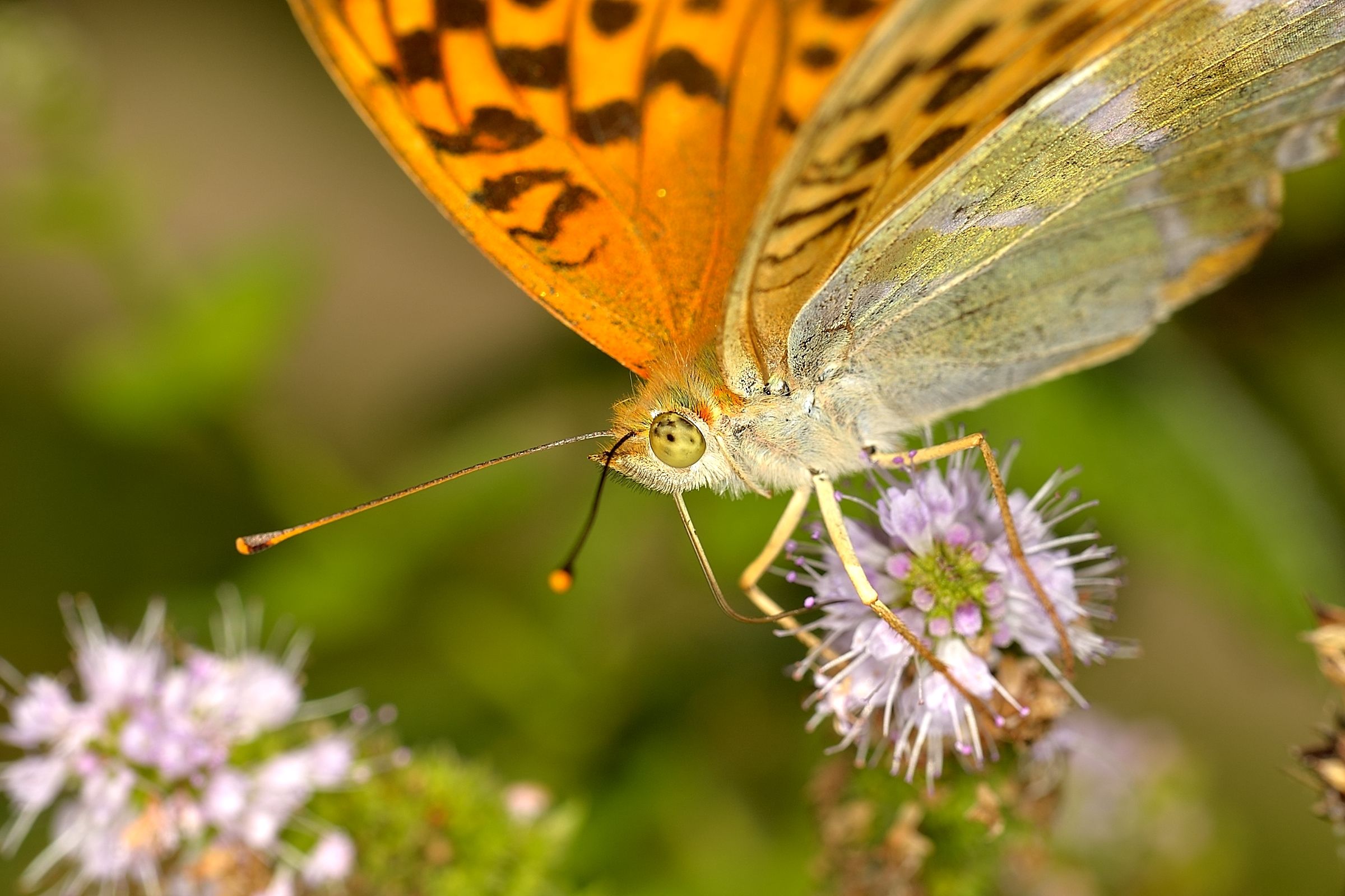 Argynnis paphia