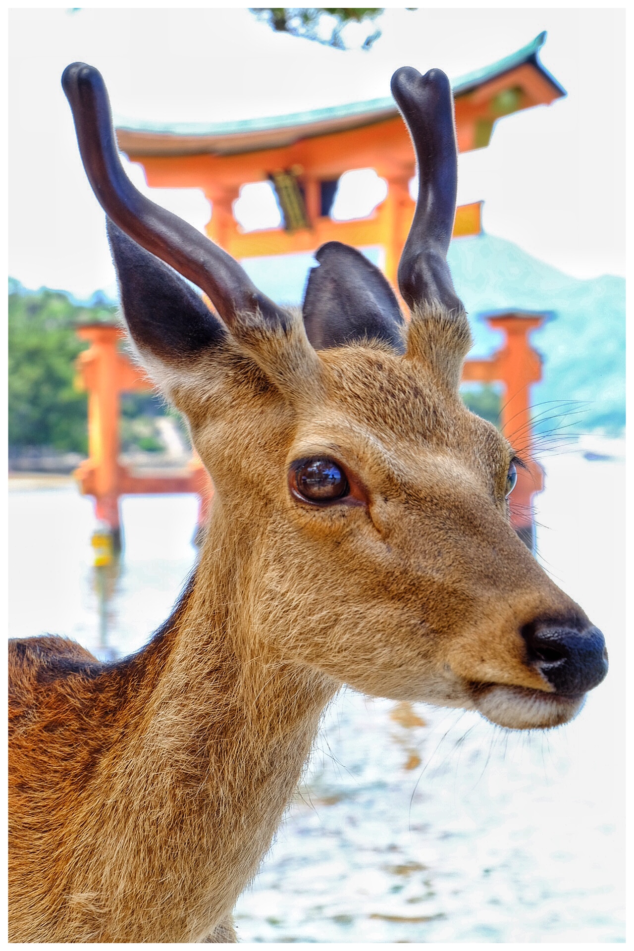 Mica want to photograph Miyashima ????