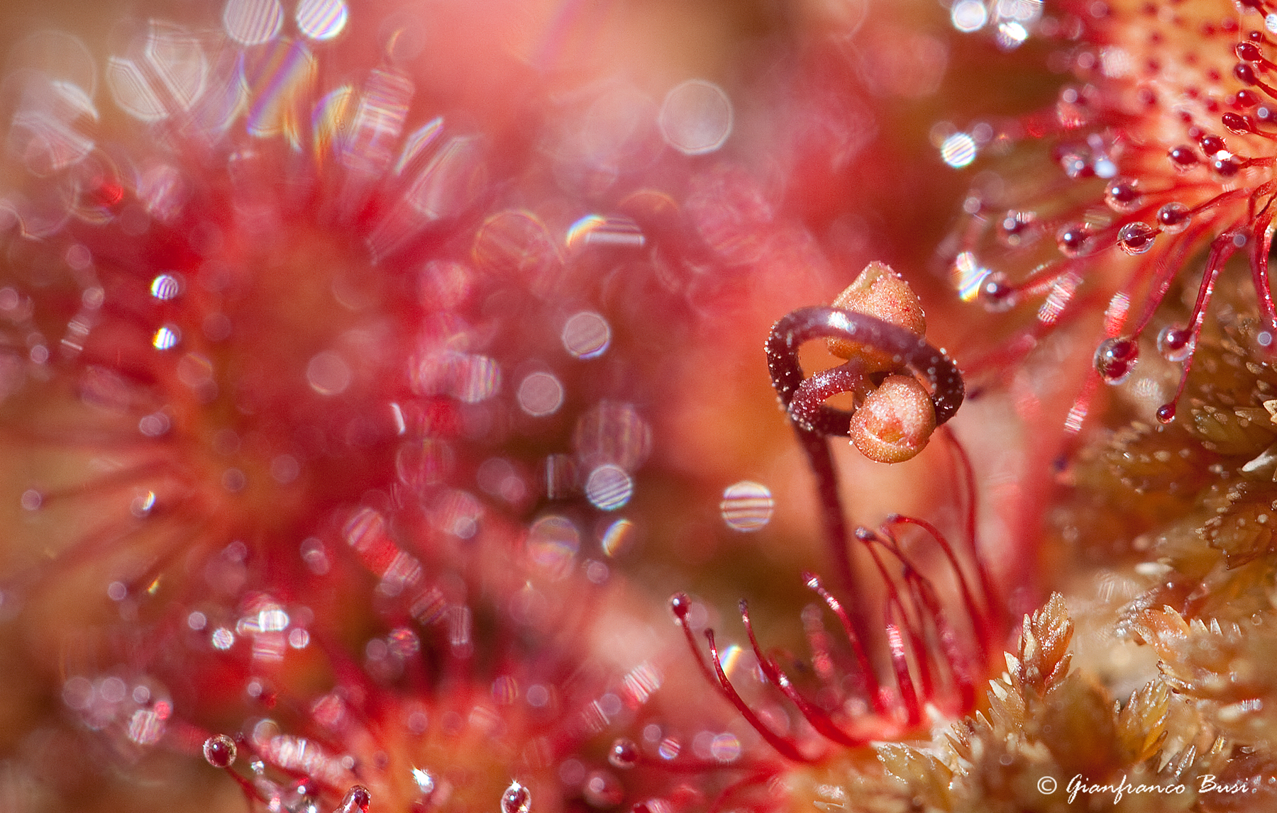 bocciolo di drosera rotundifolia
