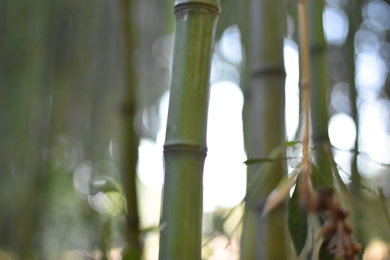 Bamboo