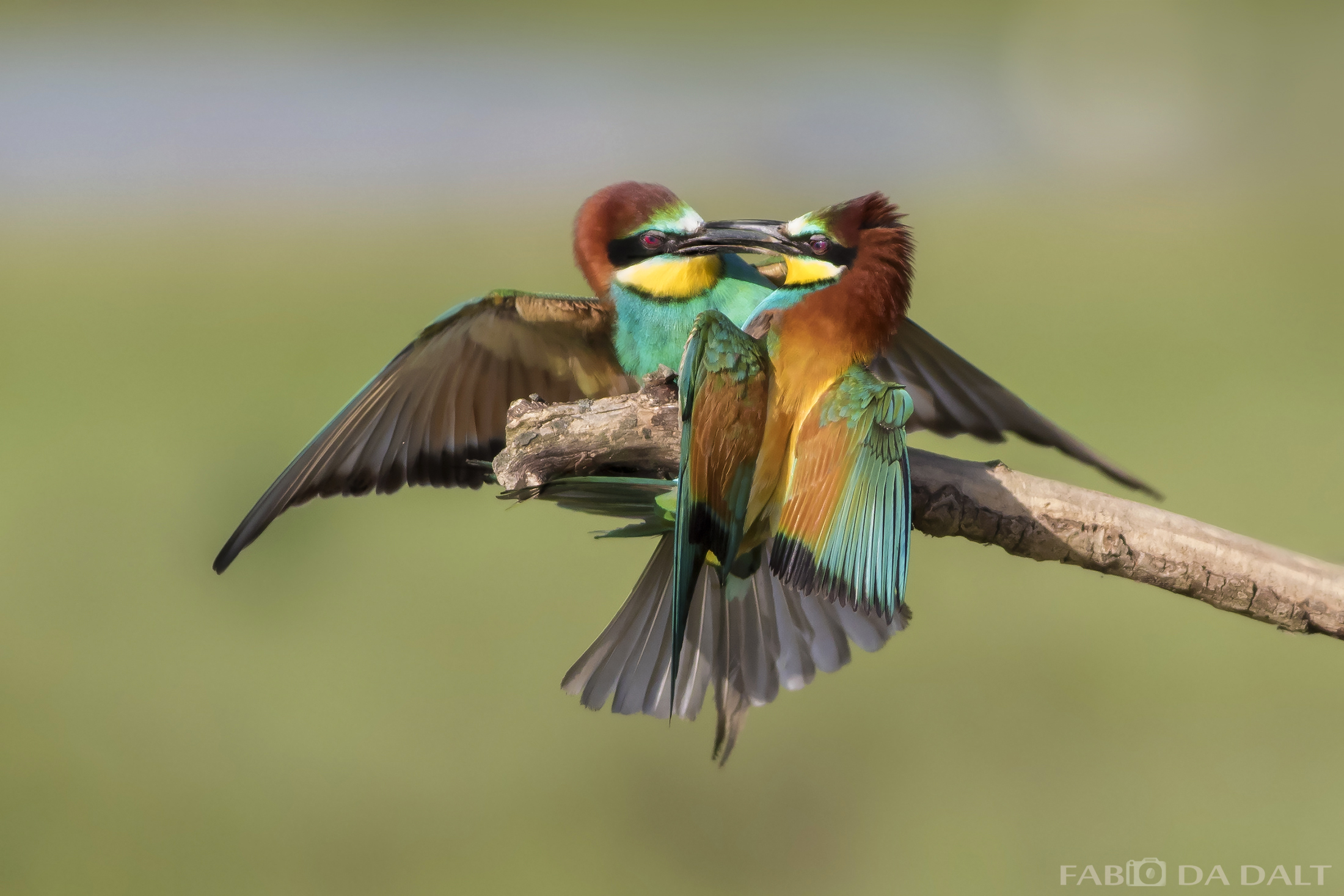 Gruccione - battibecco!!