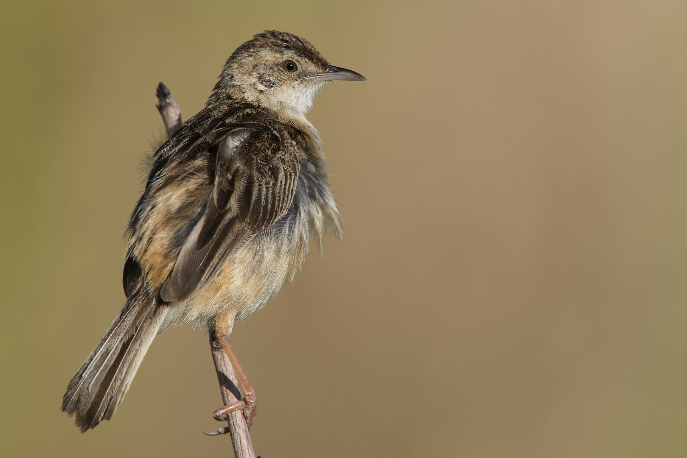 beccamoschino arruffato