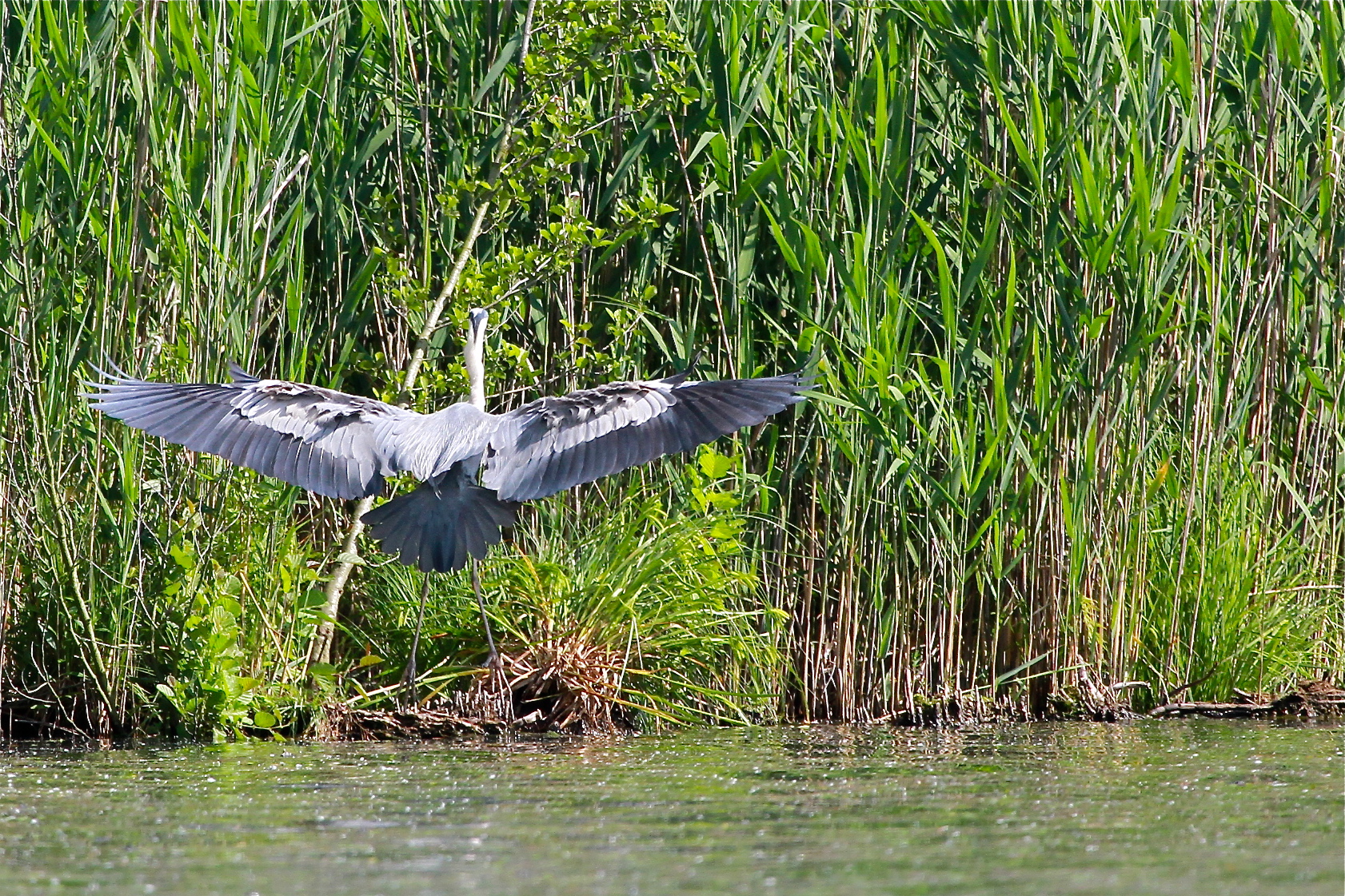 Airone cenerino Lago di Candia Canavese