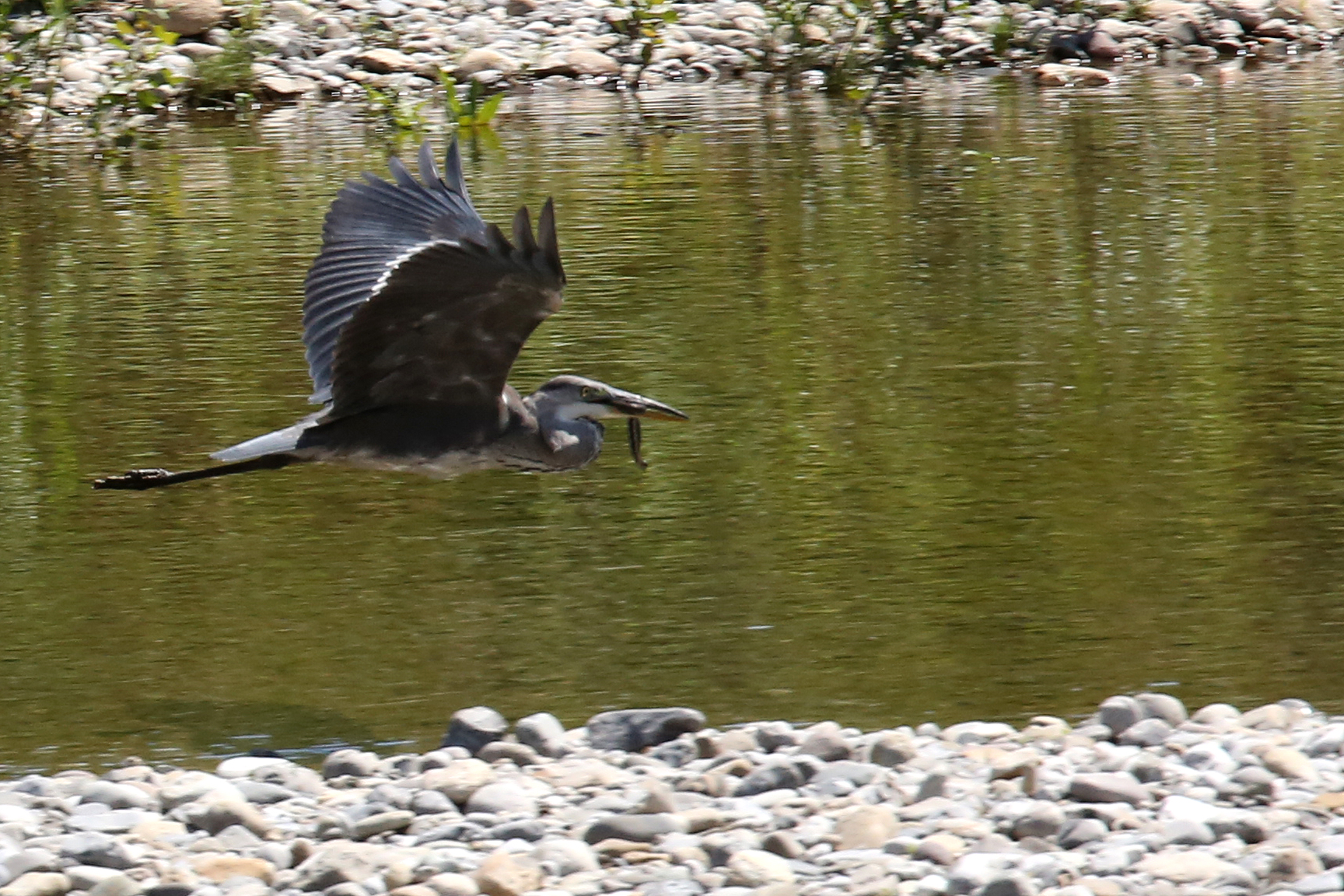 airone mangia vipera7