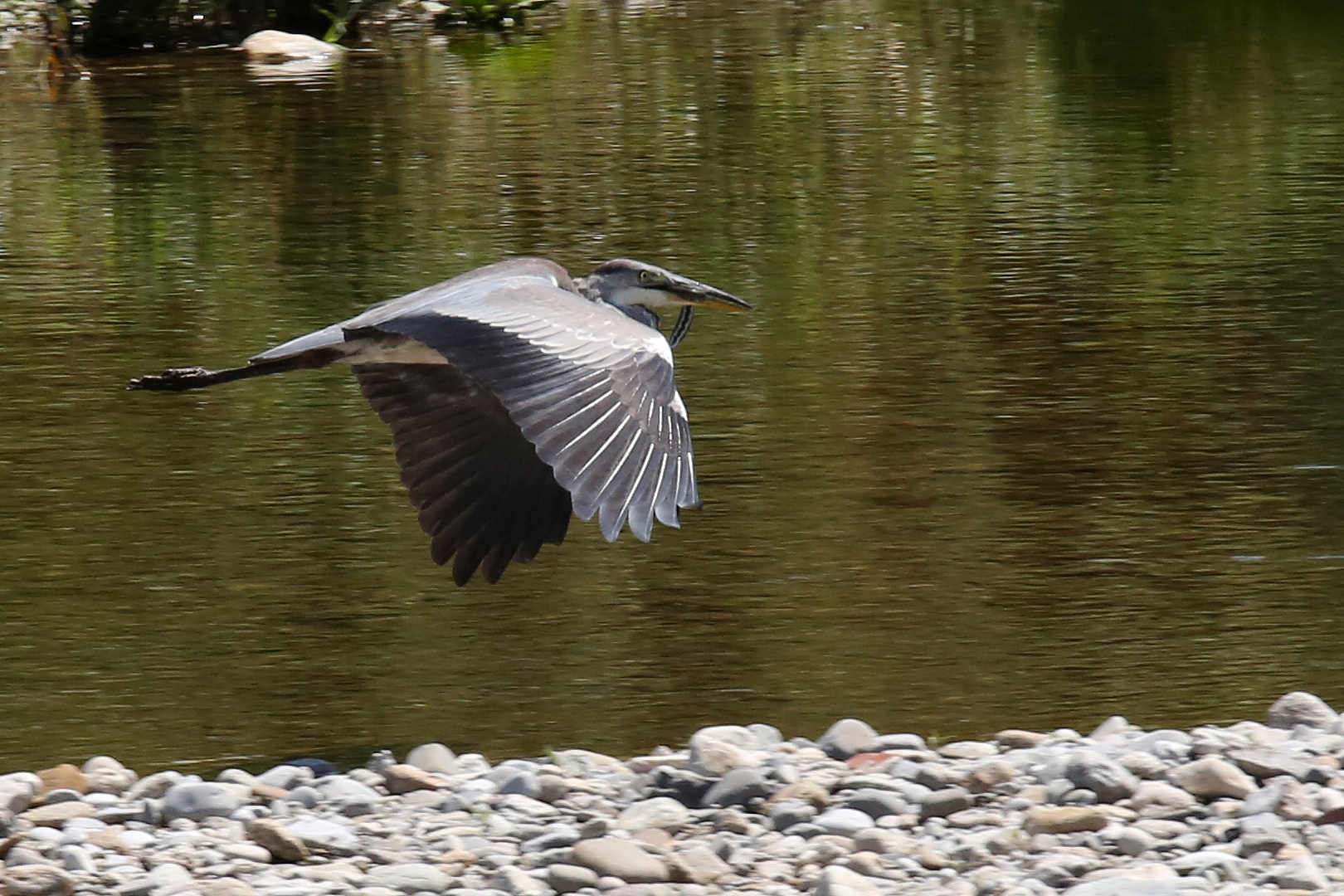 airone mangia vipera8