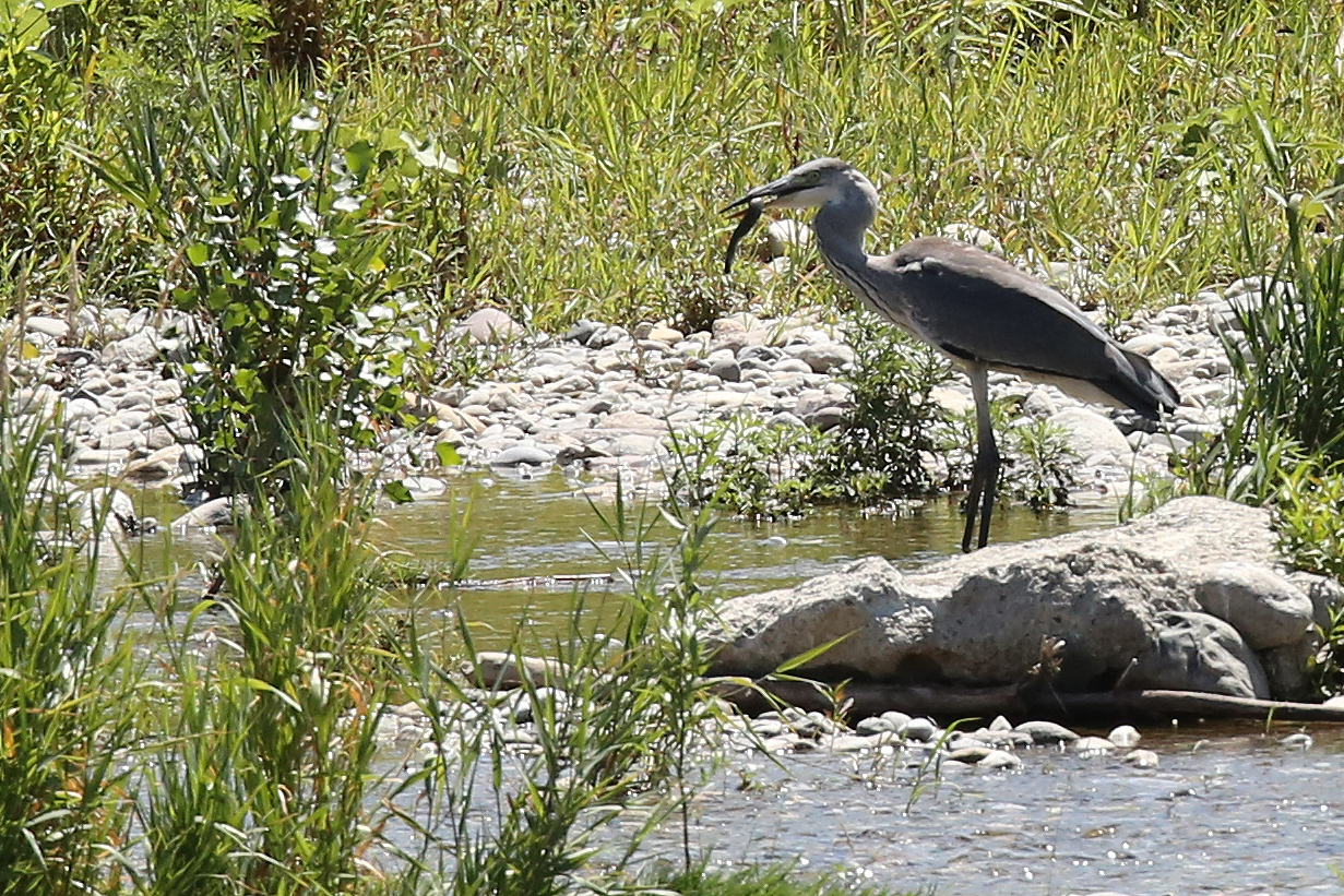 airone mangia vipera9