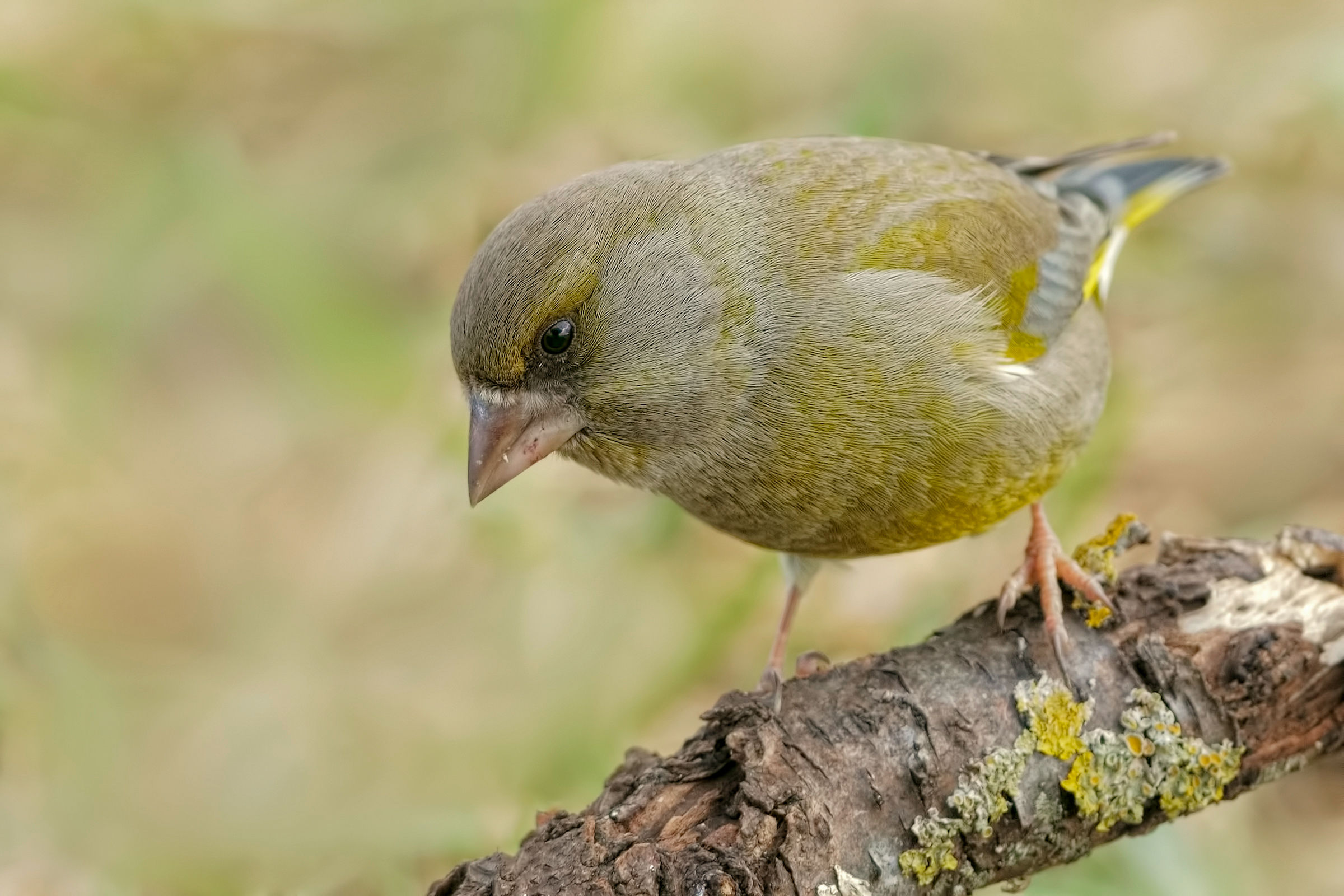 Verdone (Chloris chloris)