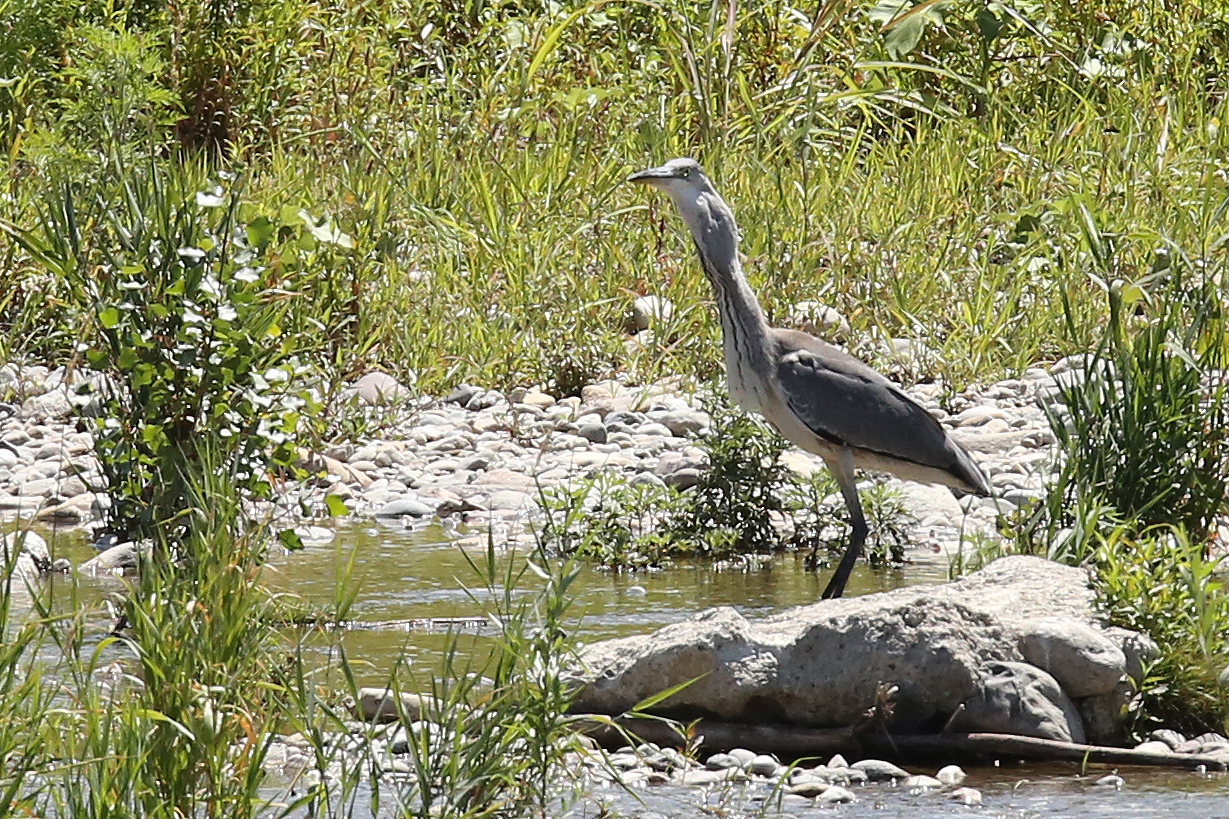 heron eats vipera12