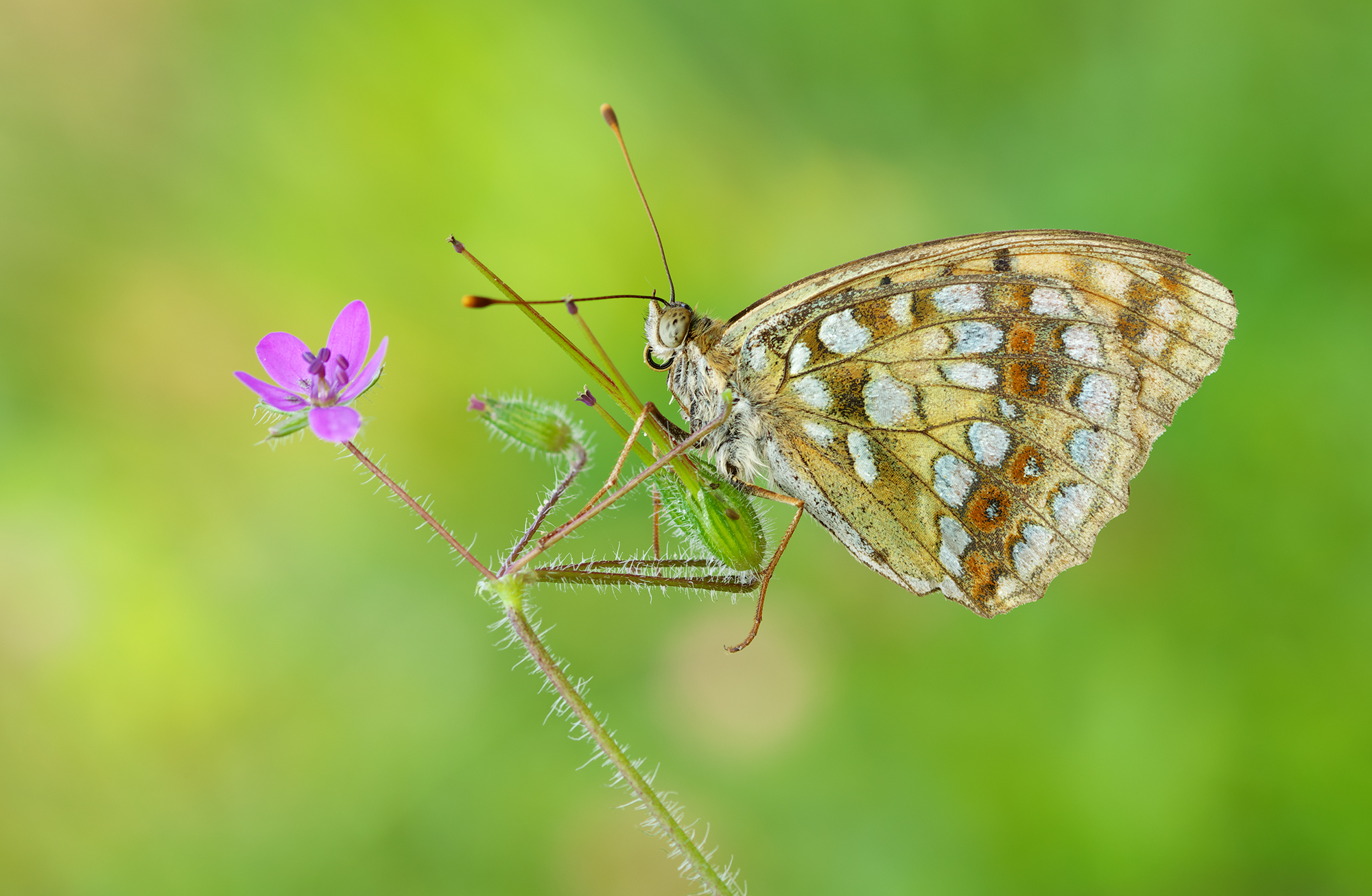 Argynnis adippe
