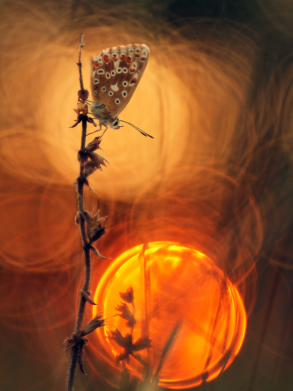 Sun doesn't make a noise II.