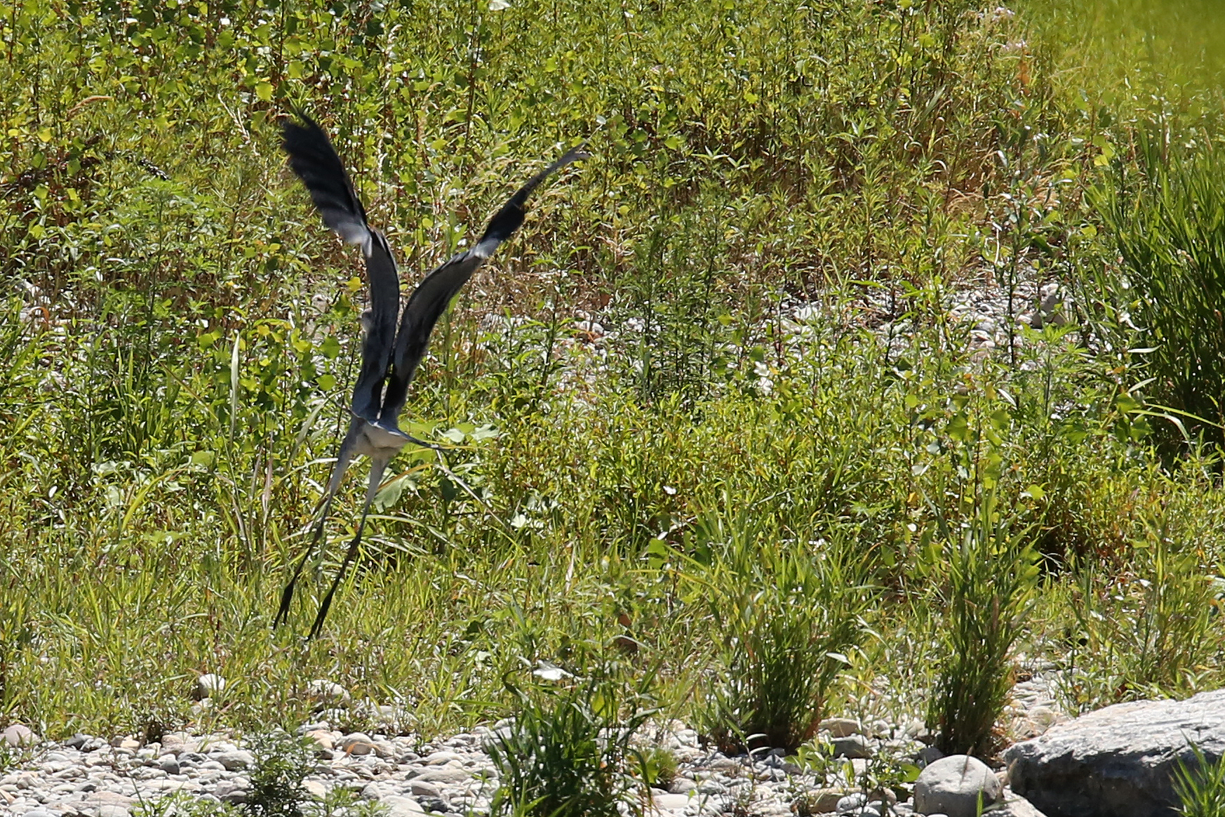 heron eats vipera17