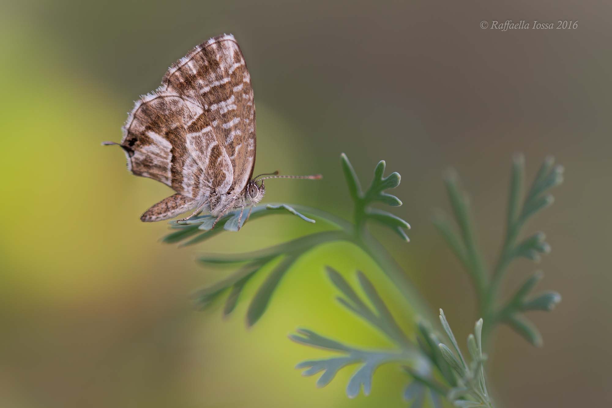 the butterfly geraniums, geranium bronze