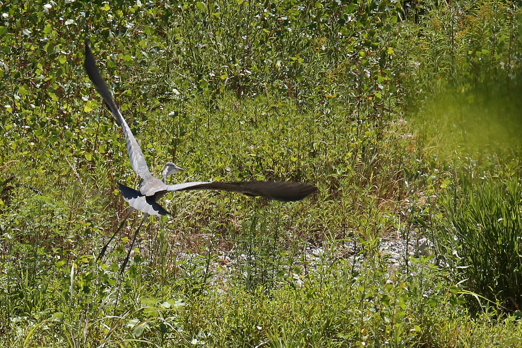 heron eats vipera18