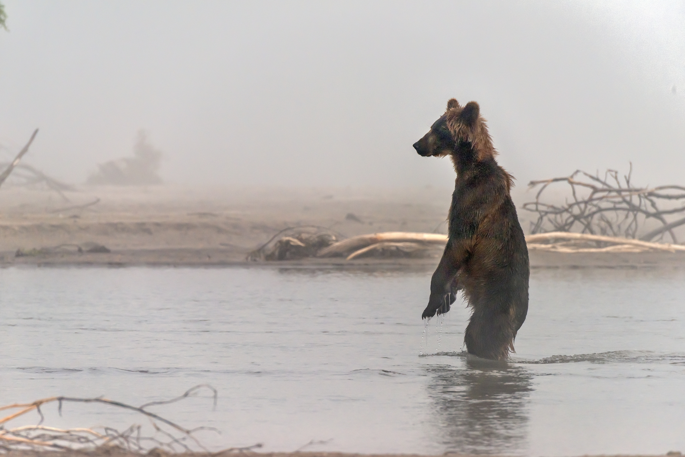 Kamchatka 2016 - Sagoma nella nebbia